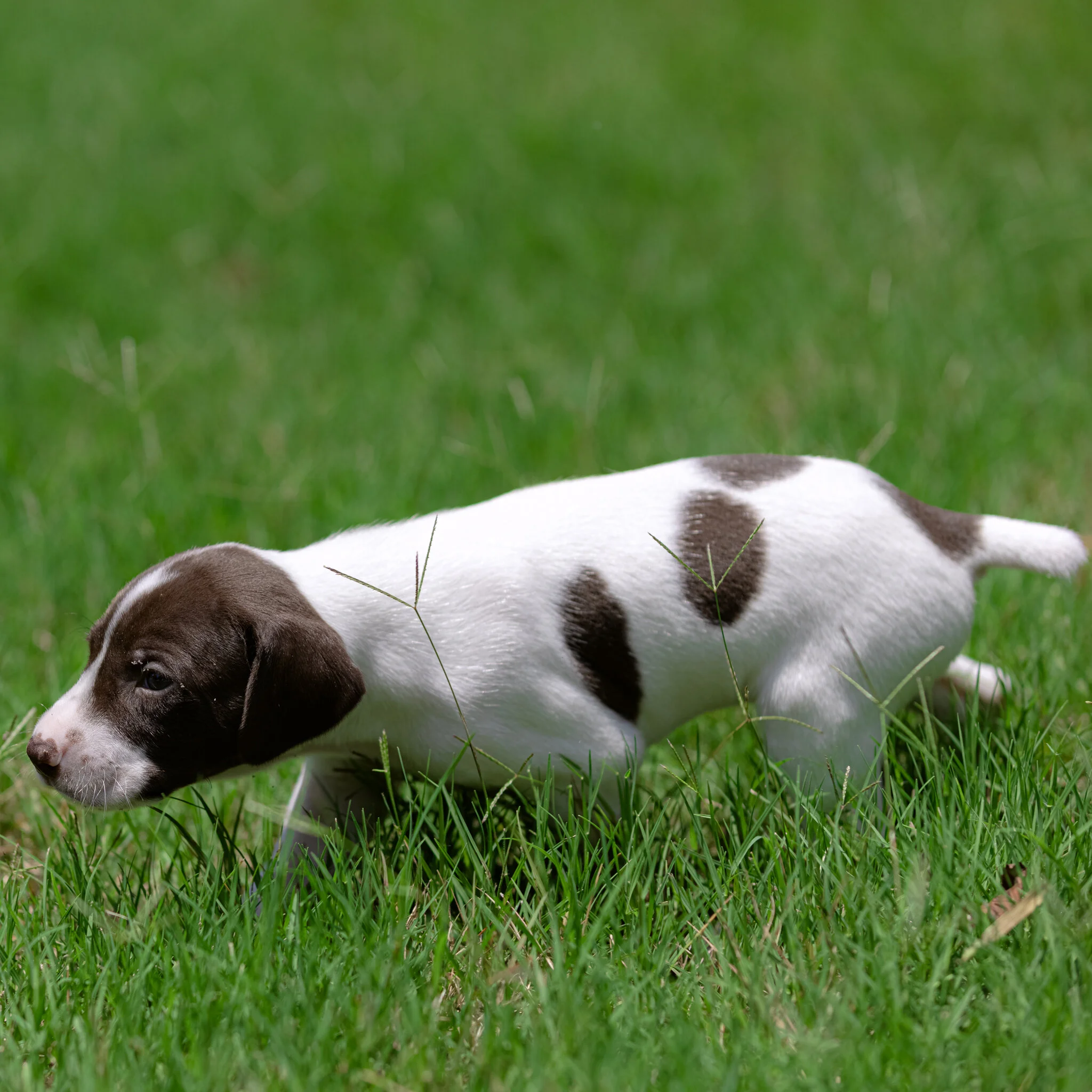 20210612-Gracie_2nd_Litter_Singles-326.jpg