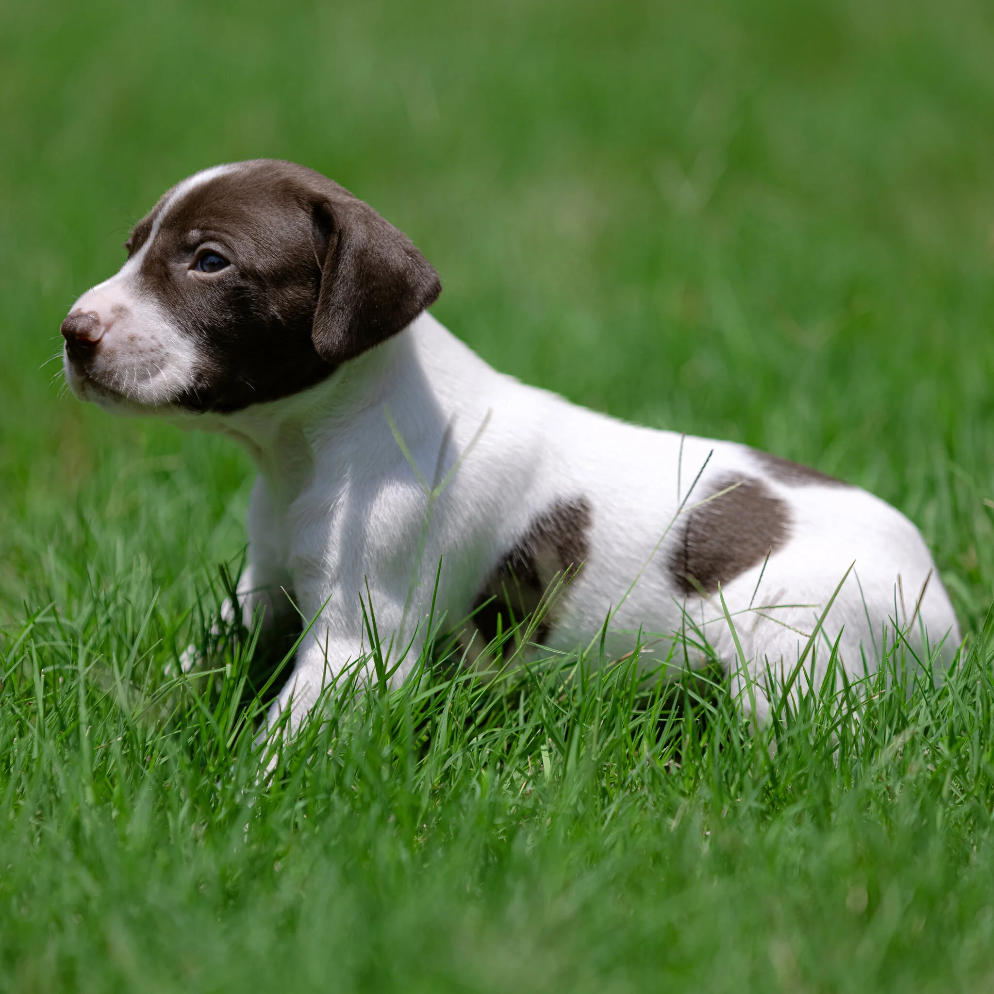 20210612-Gracie_2nd_Litter_Singles-321.jpg