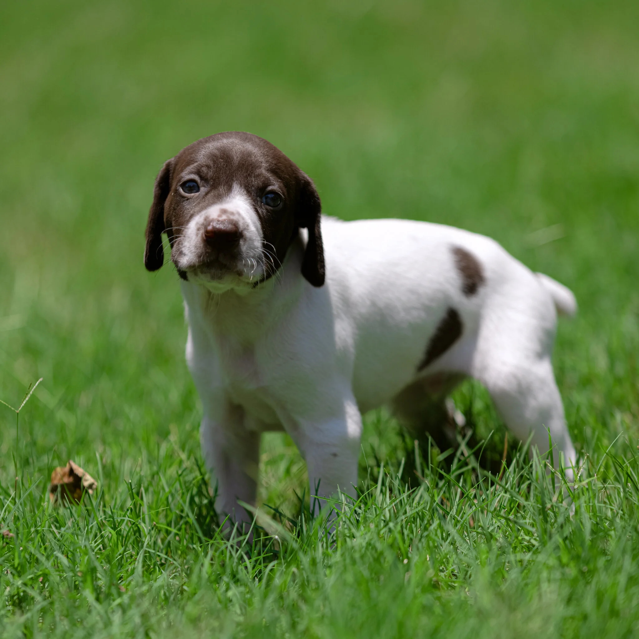20210612-Gracie_2nd_Litter_Singles-470.jpg