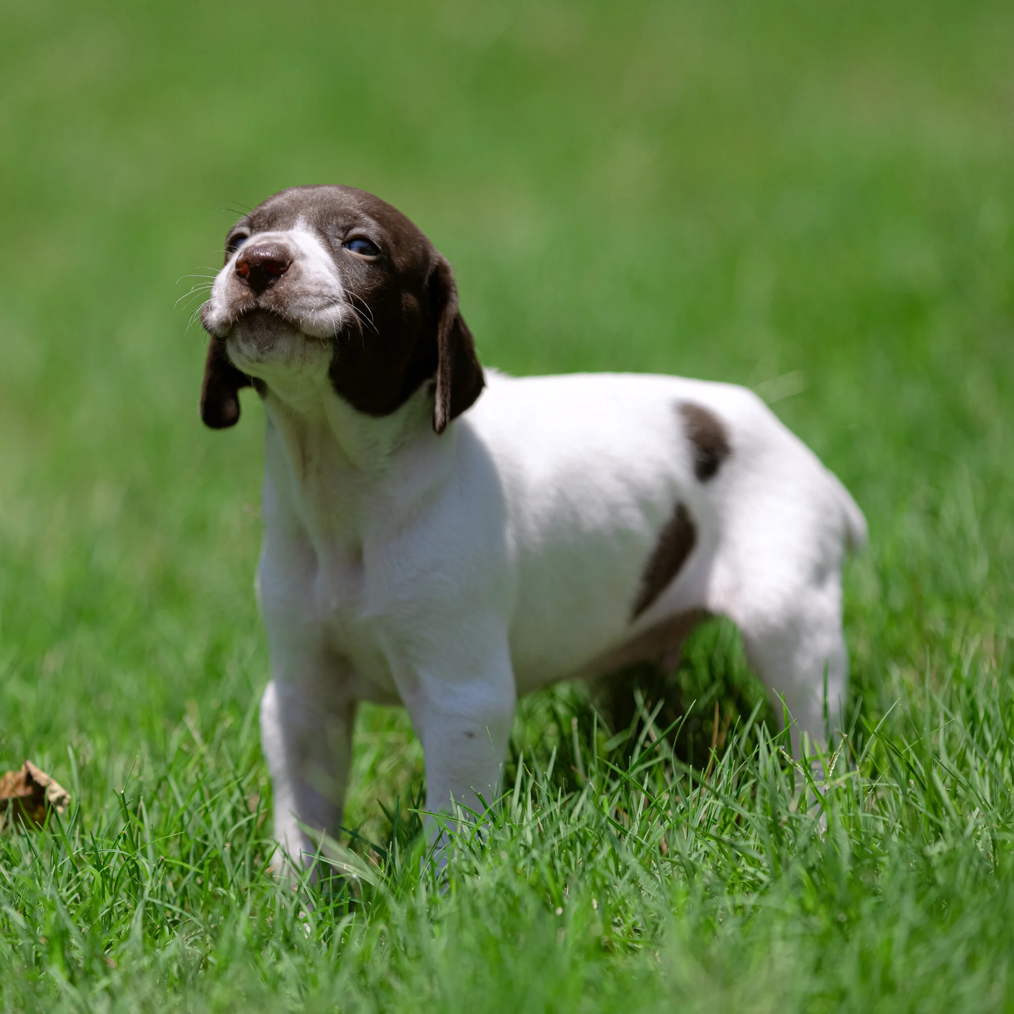 20210612-Gracie_2nd_Litter_Singles-474.jpg
