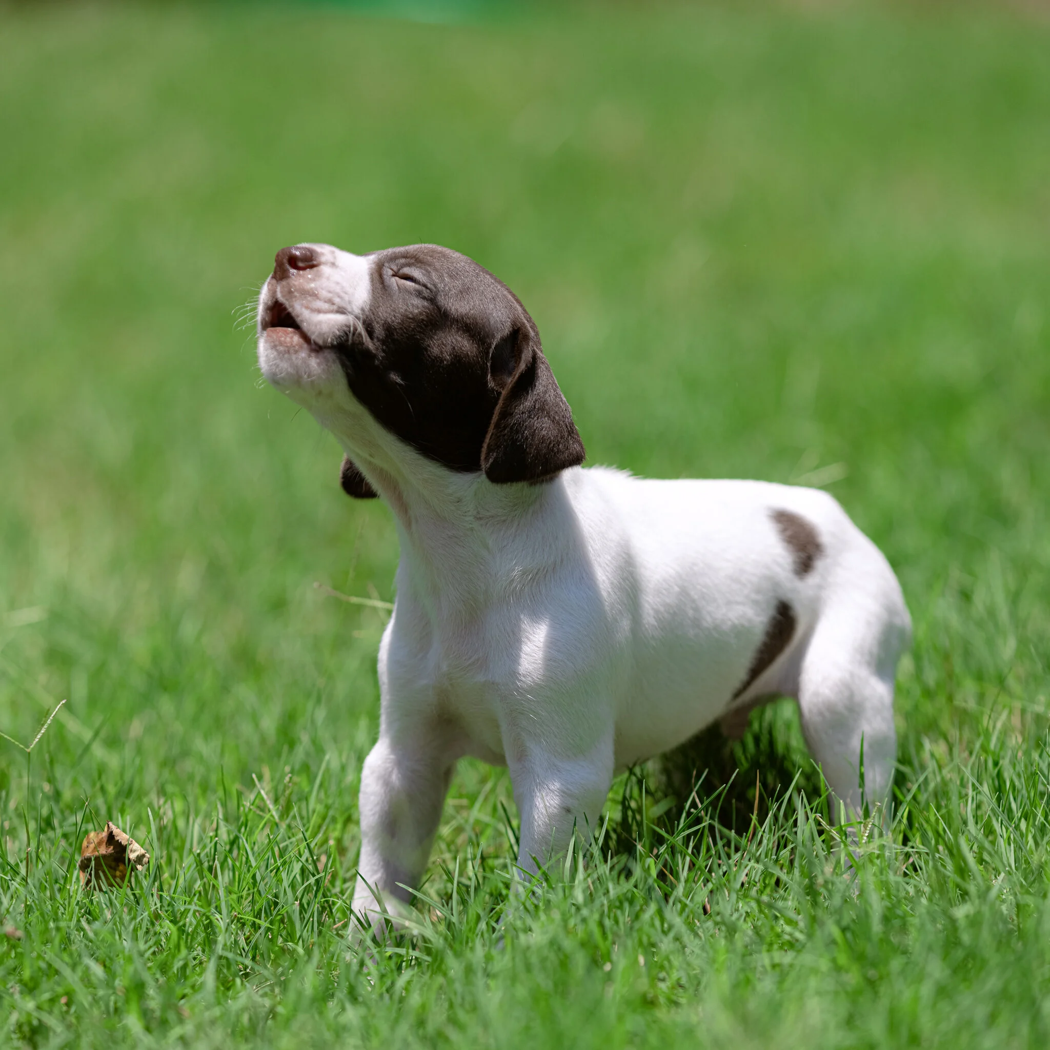 20210612-Gracie_2nd_Litter_Singles-478.jpg