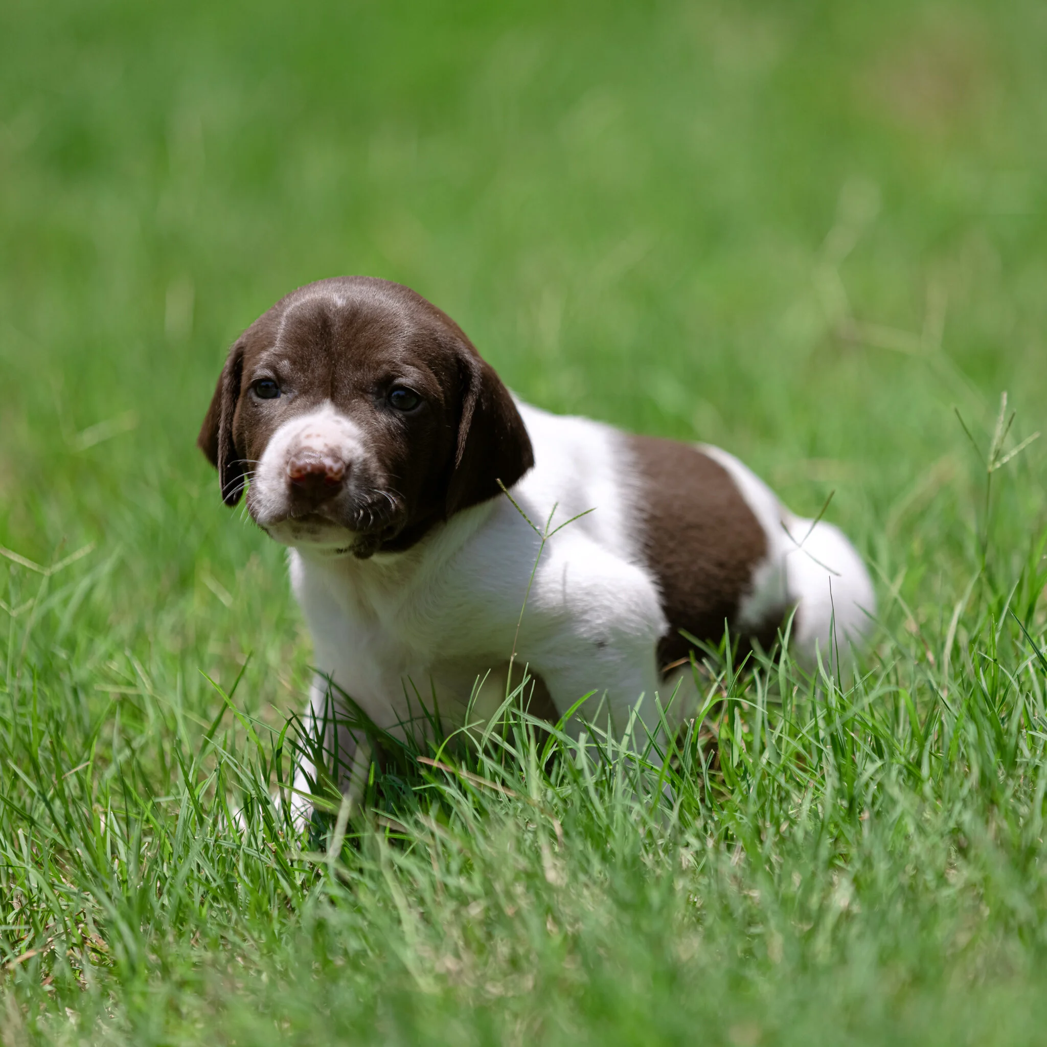 20210612-Gracie_2nd_Litter_Singles-501.jpg