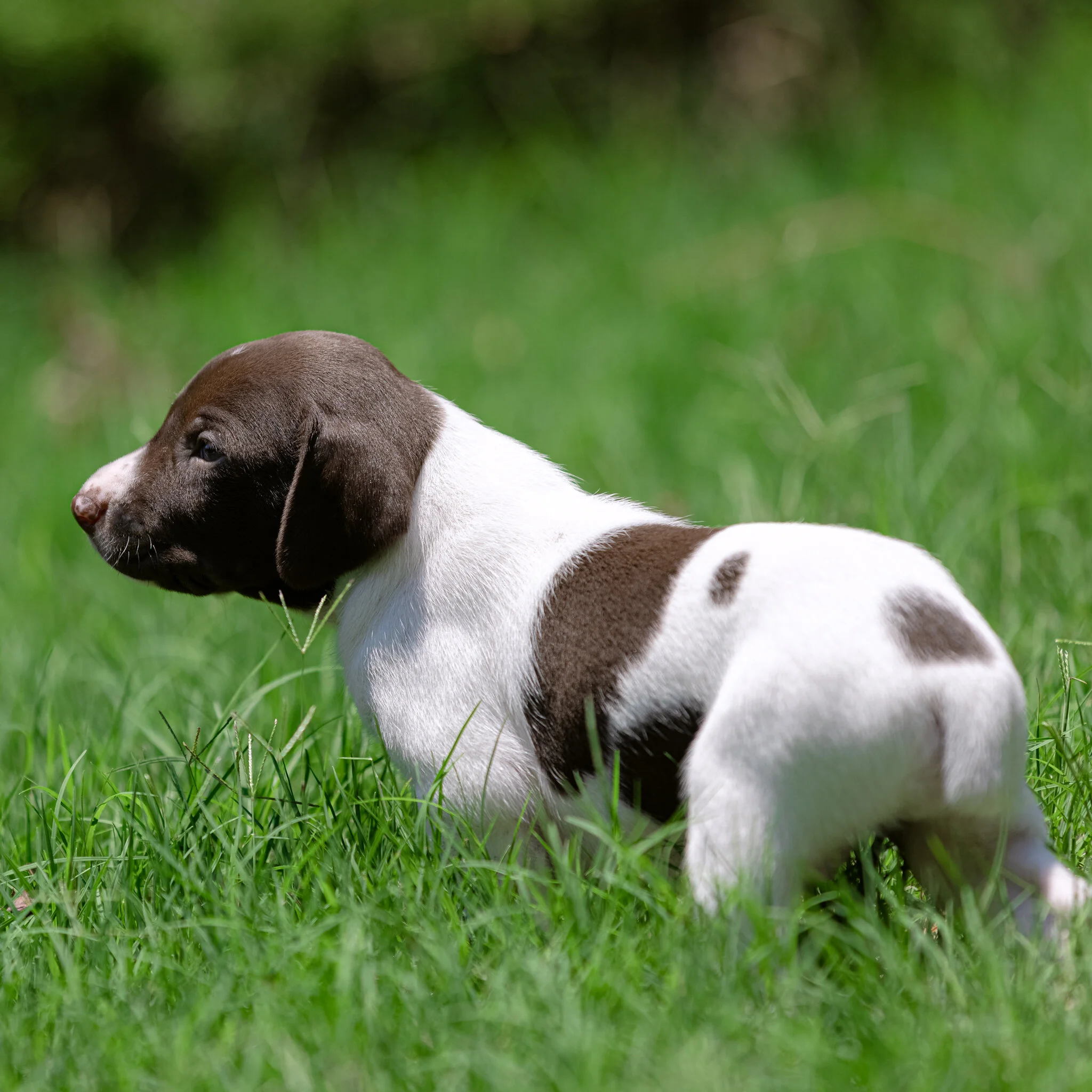 20210612-Gracie_2nd_Litter_Singles-557.jpg