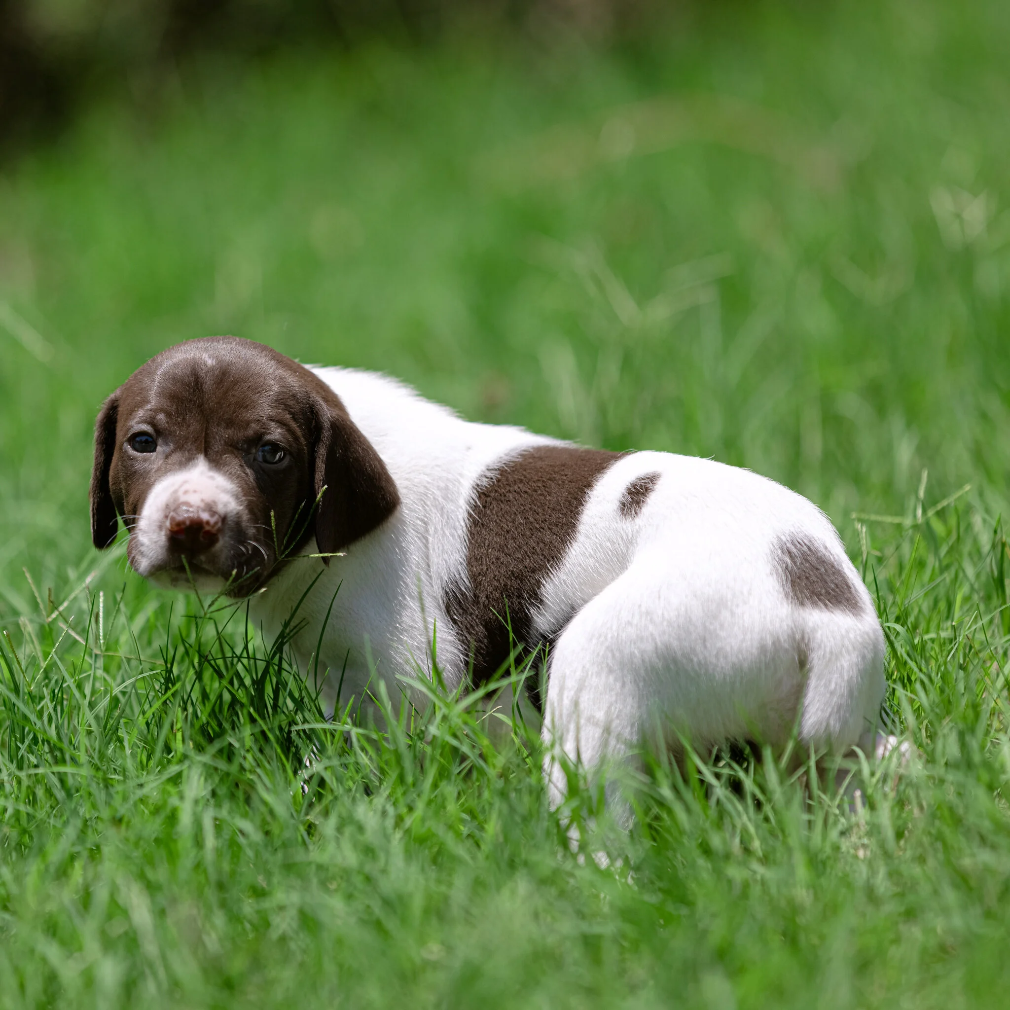 20210612-Gracie_2nd_Litter_Singles-550.jpg