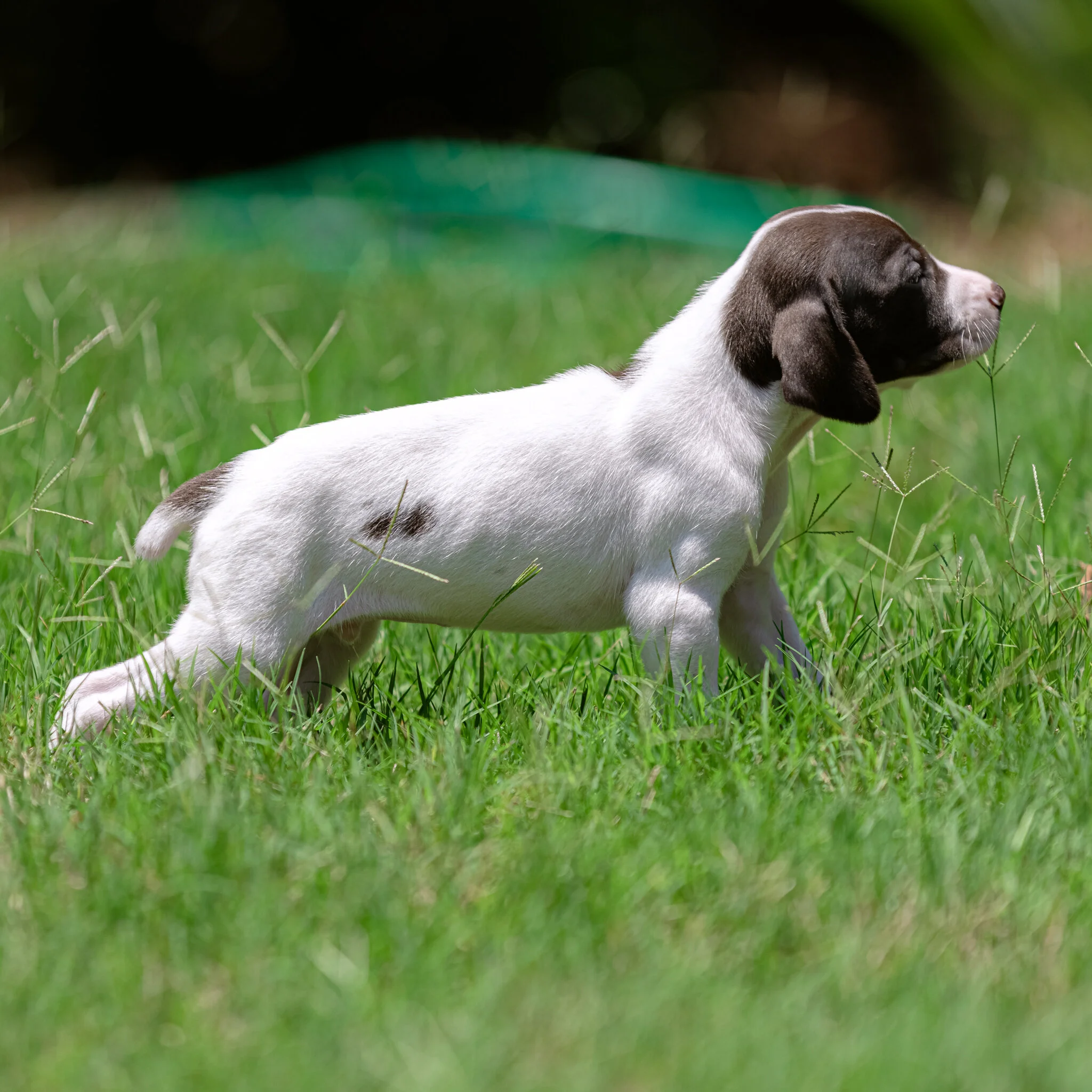 20210612-Gracie_2nd_Litter_Singles-674.jpg