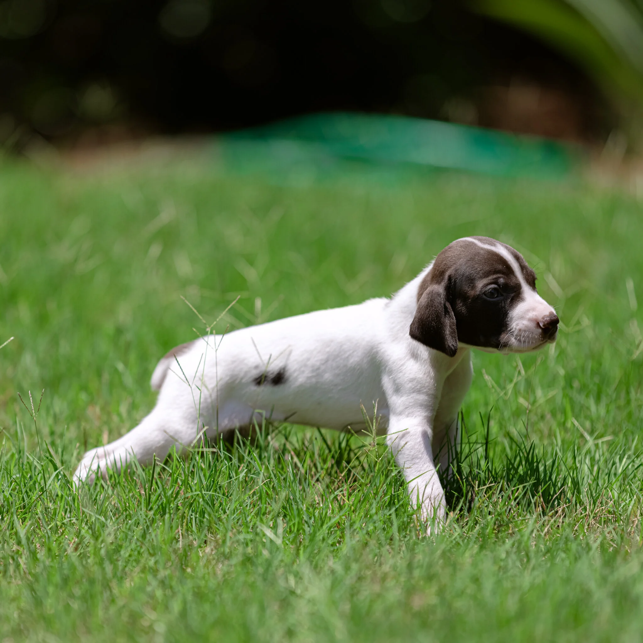 20210612-Gracie_2nd_Litter_Singles-637.jpg