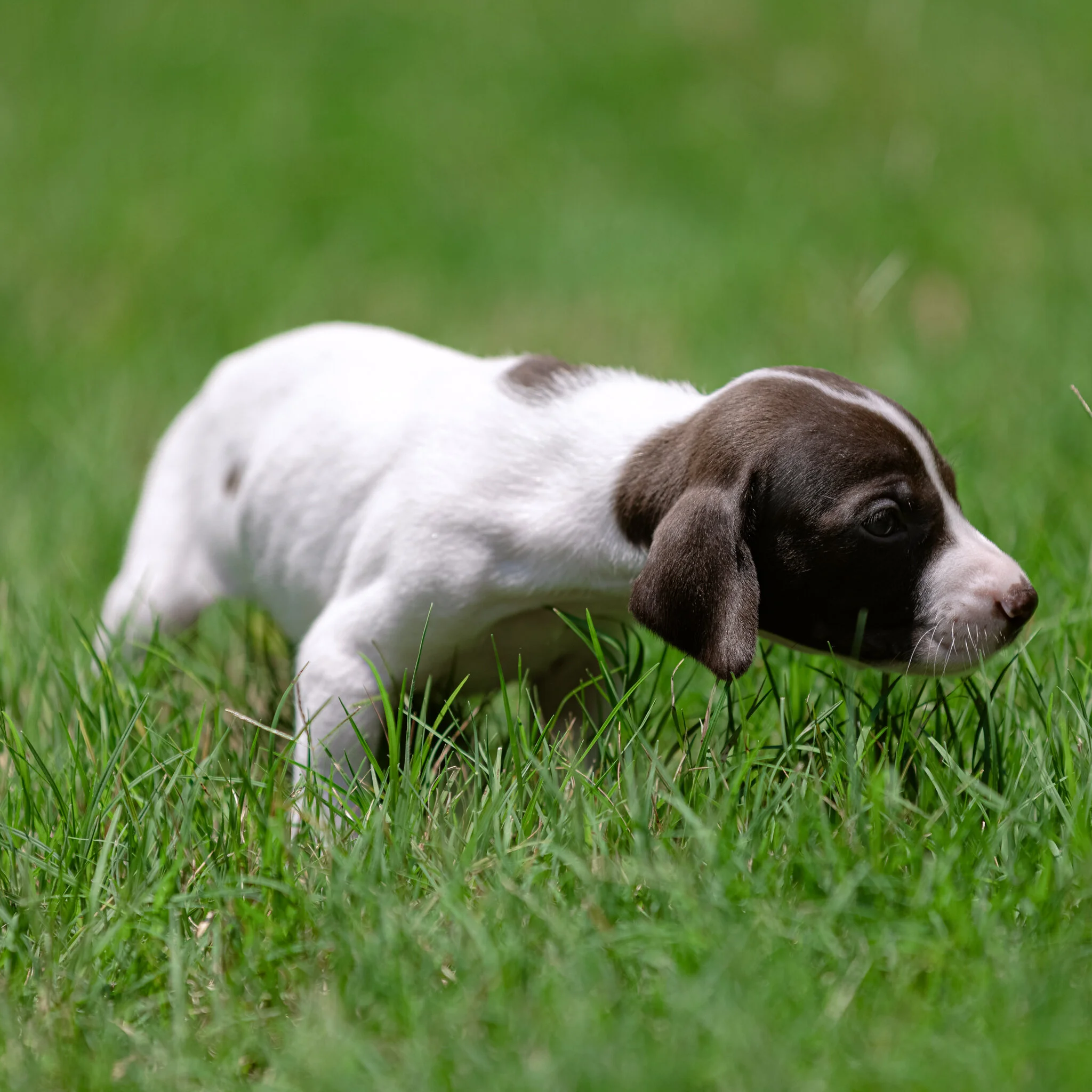20210612-Gracie_2nd_Litter_Singles-590.jpg