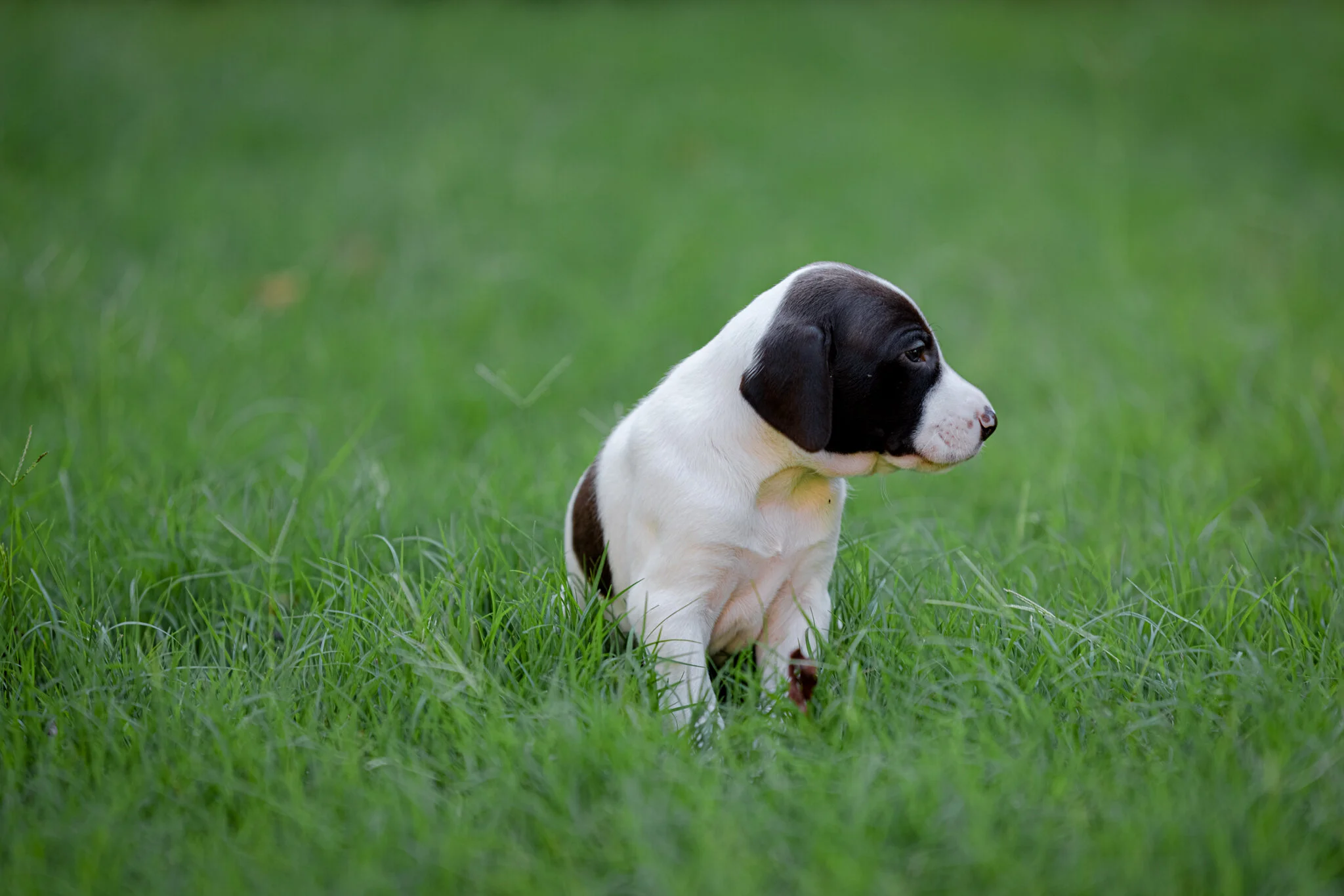 20210612-Gracie_2nd_Litter_Singles-347.jpg