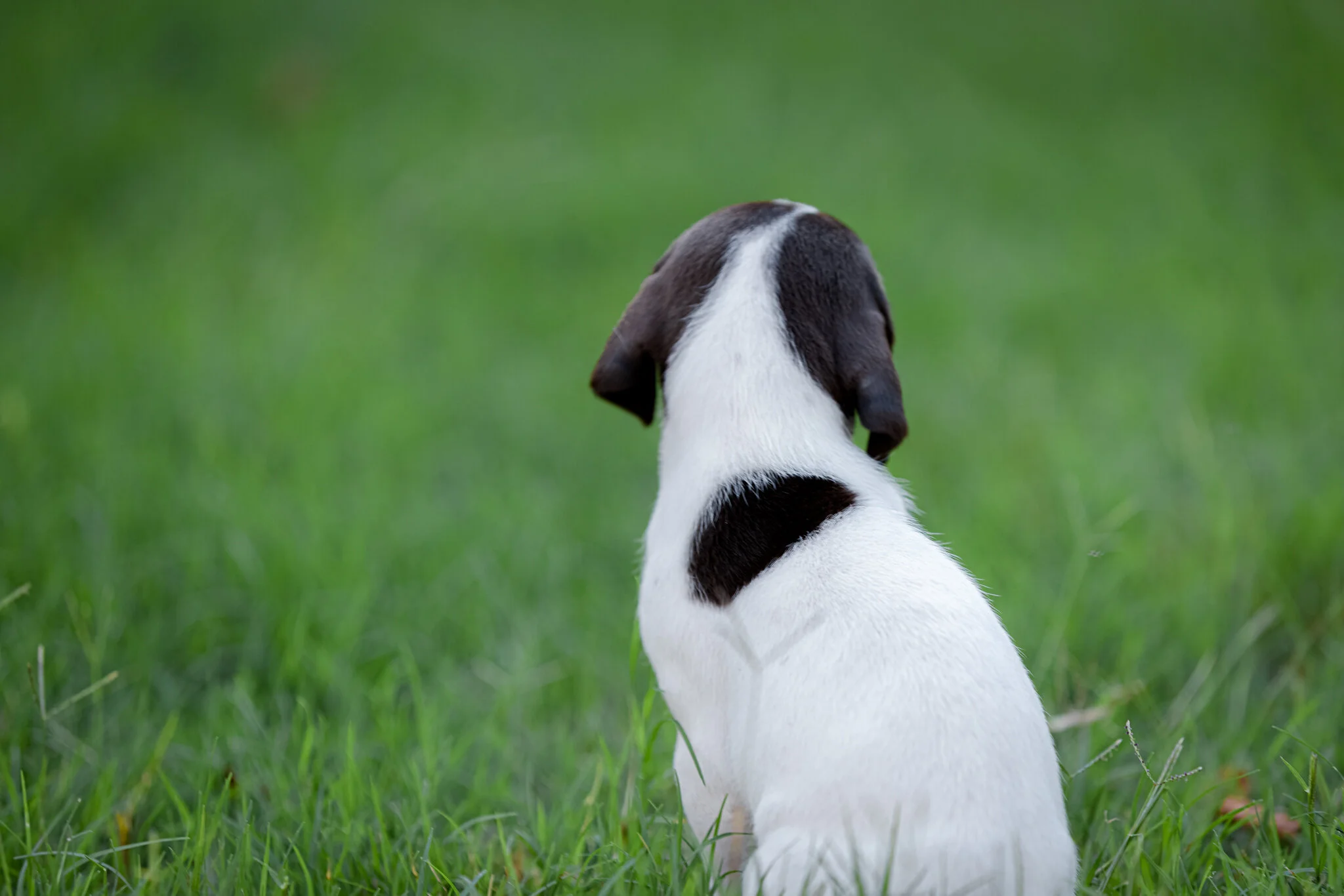 20210612-Gracie_2nd_Litter_Singles-322.jpg