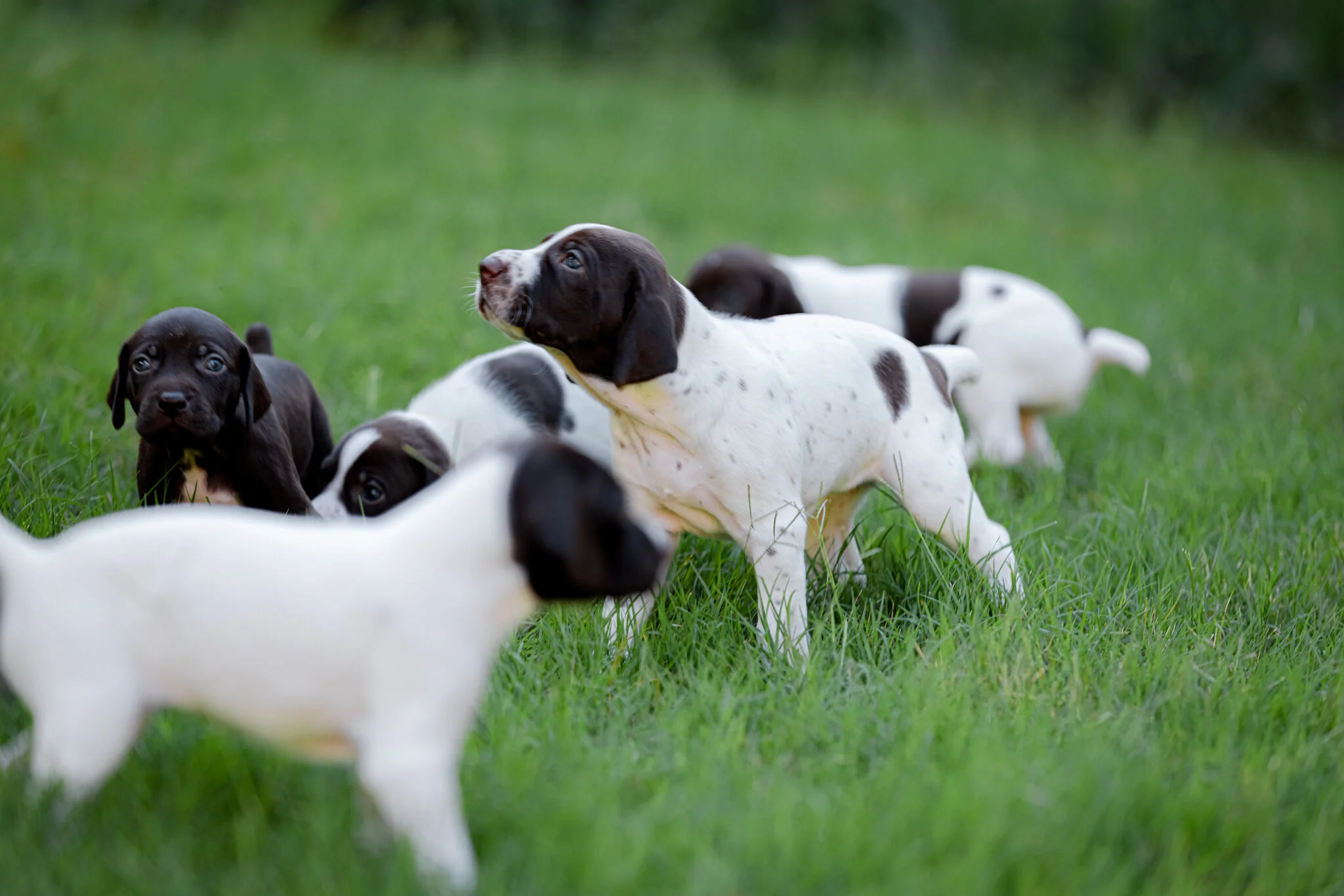20210612-Gracie_2nd_Litter_Singles-332.jpg