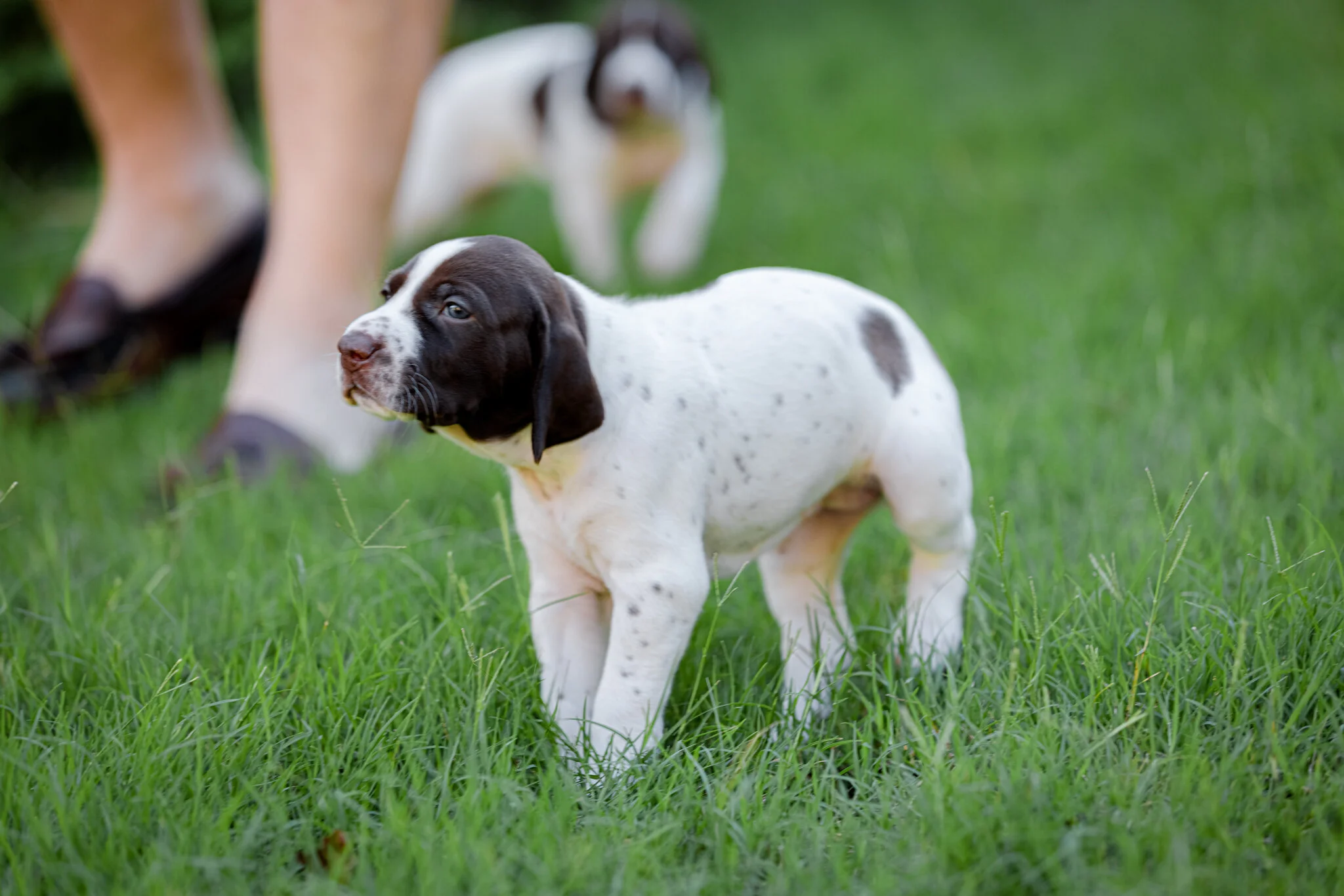 20210612-Gracie_2nd_Litter_Singles-312.jpg