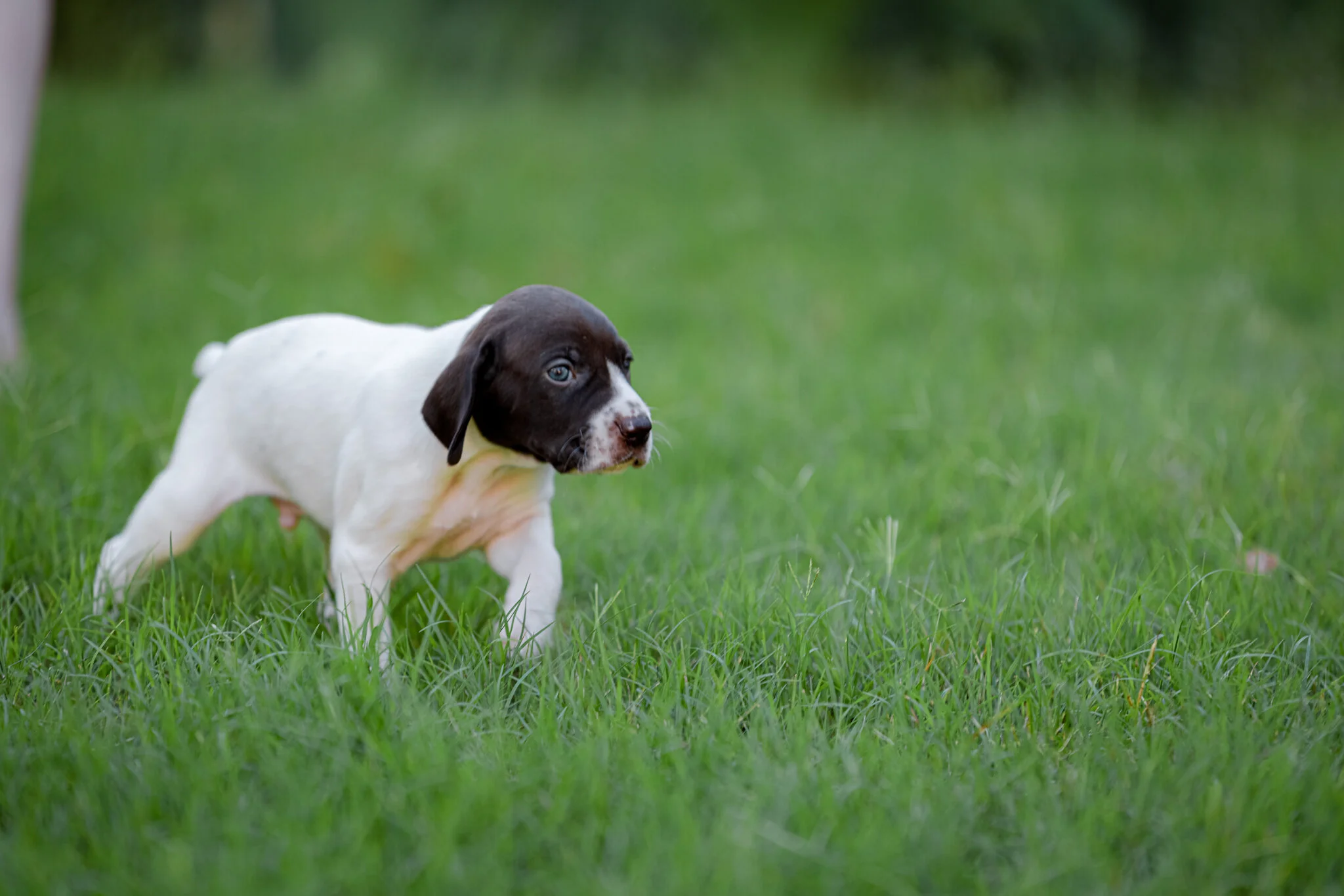 20210612-Gracie_2nd_Litter_Singles-319.jpg
