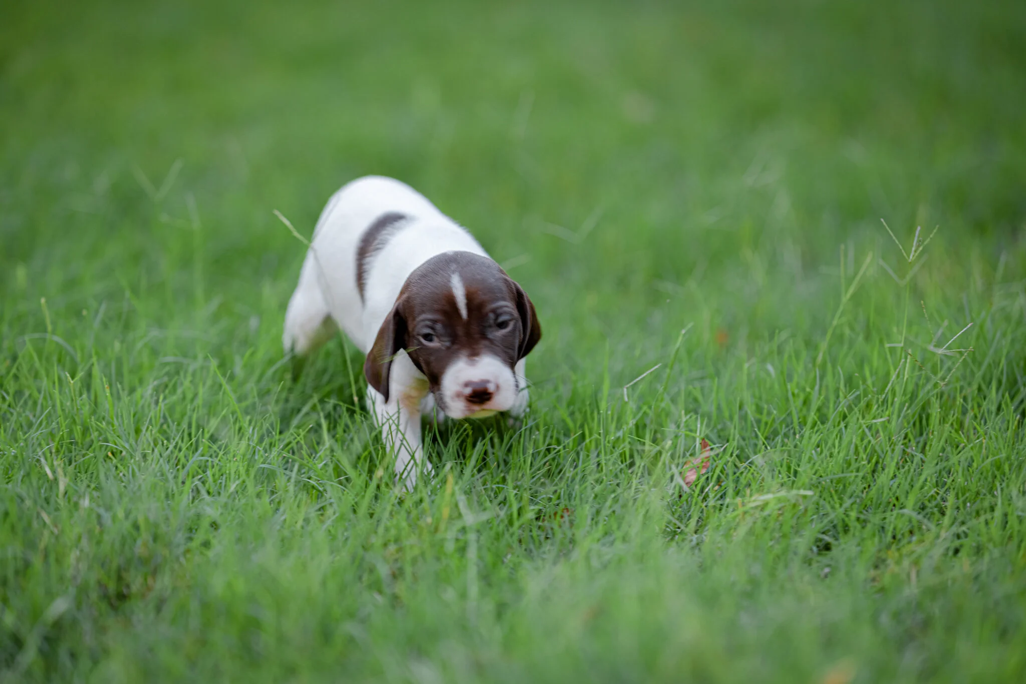 20210612-Gracie_2nd_Litter_Singles-316.jpg