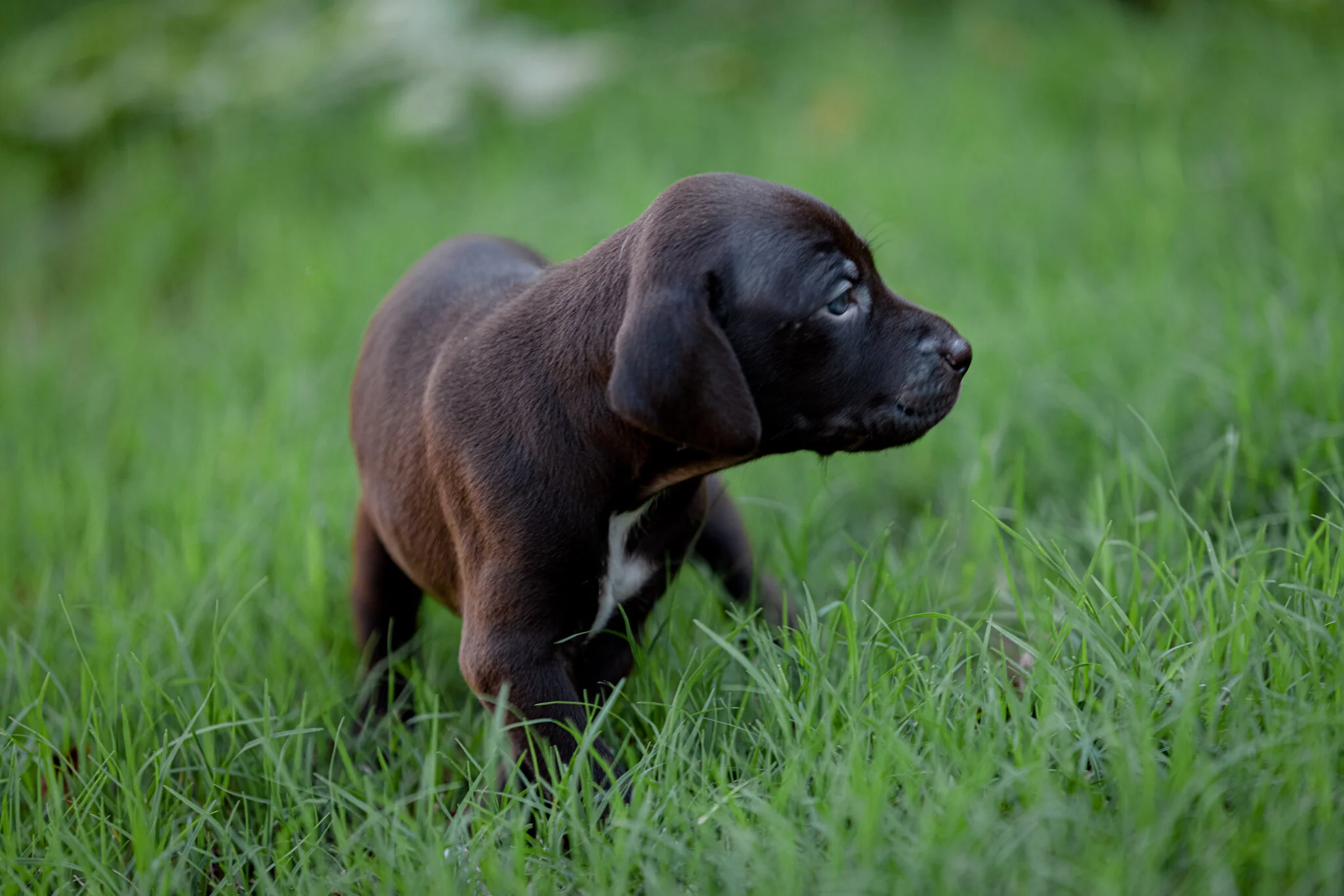 20210612-Gracie_2nd_Litter_Singles-294.jpg