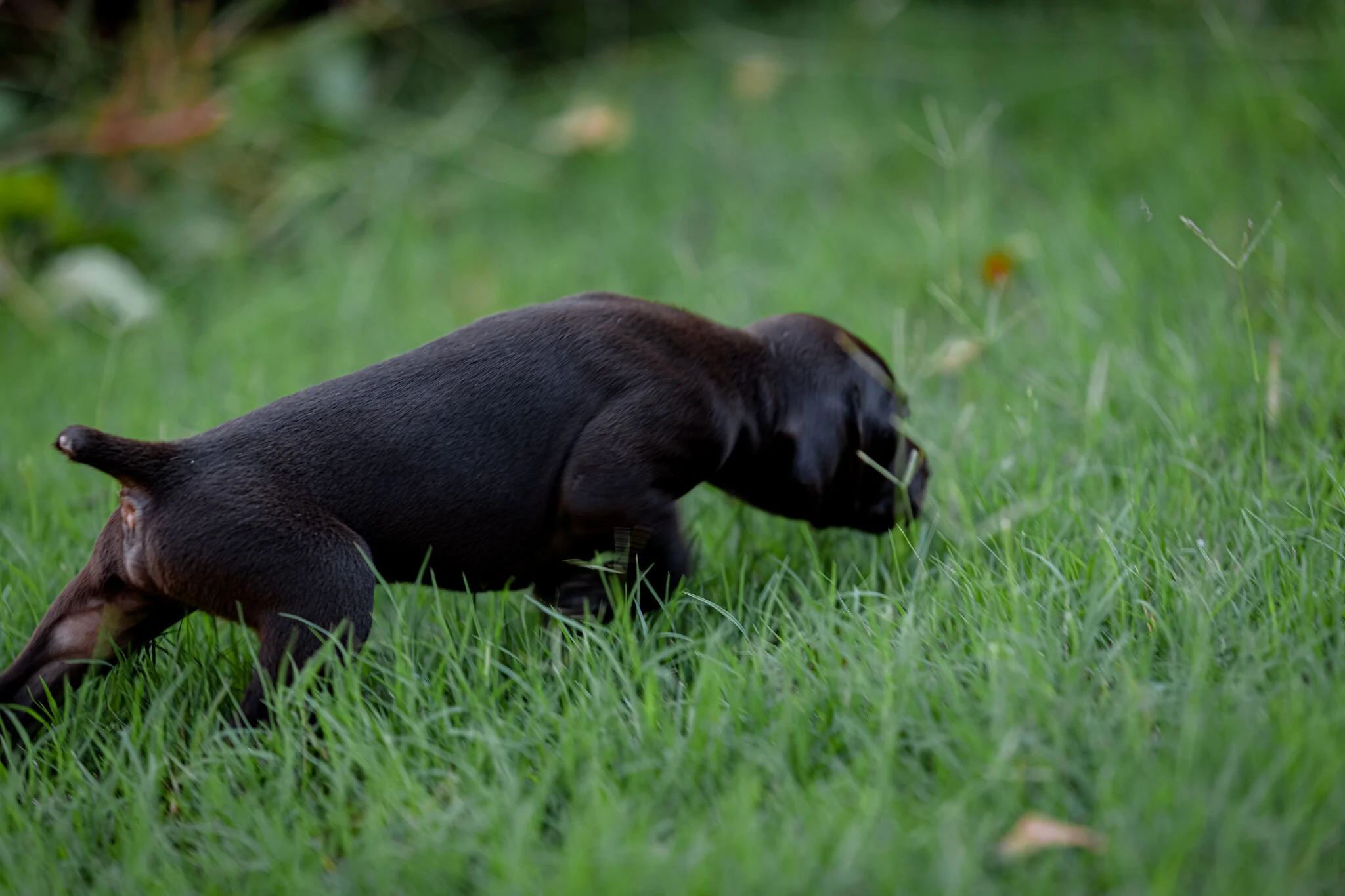 20210612-Gracie_2nd_Litter_Singles-297.jpg