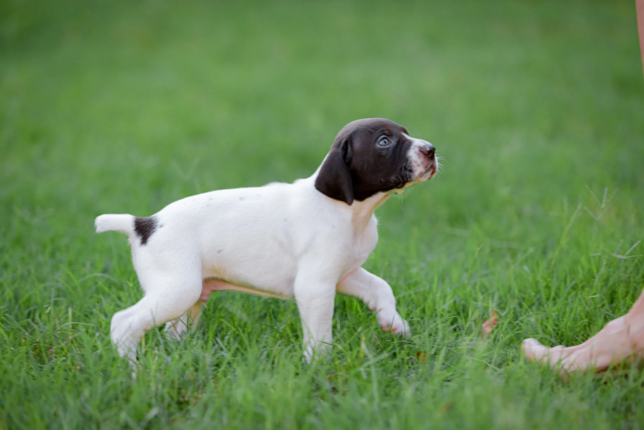 20210612-Gracie_2nd_Litter_Singles-281.jpg
