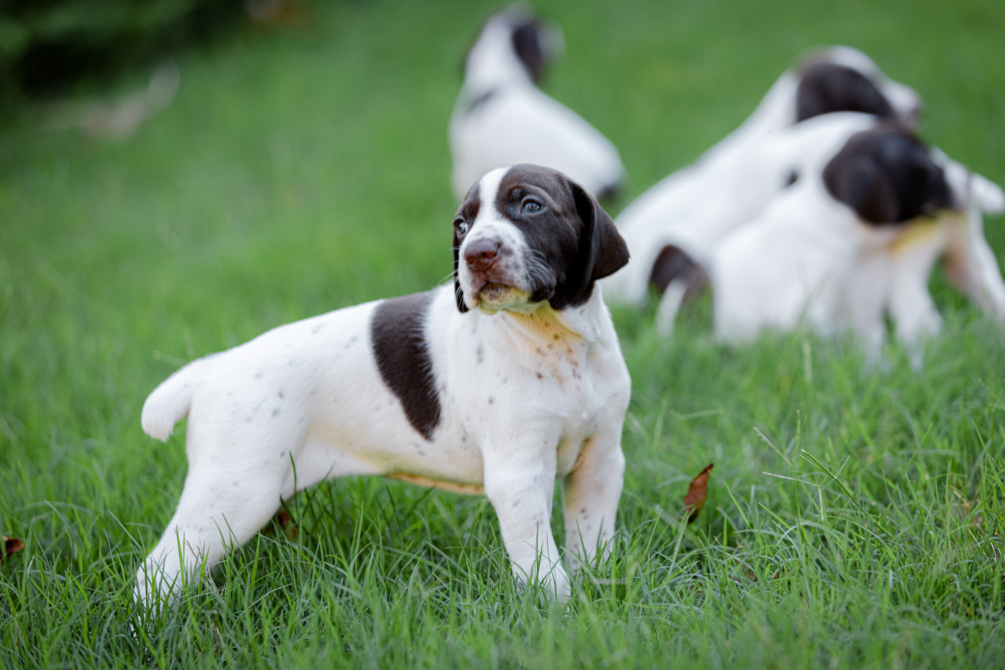 20210612-Gracie_2nd_Litter_Singles-289.jpg