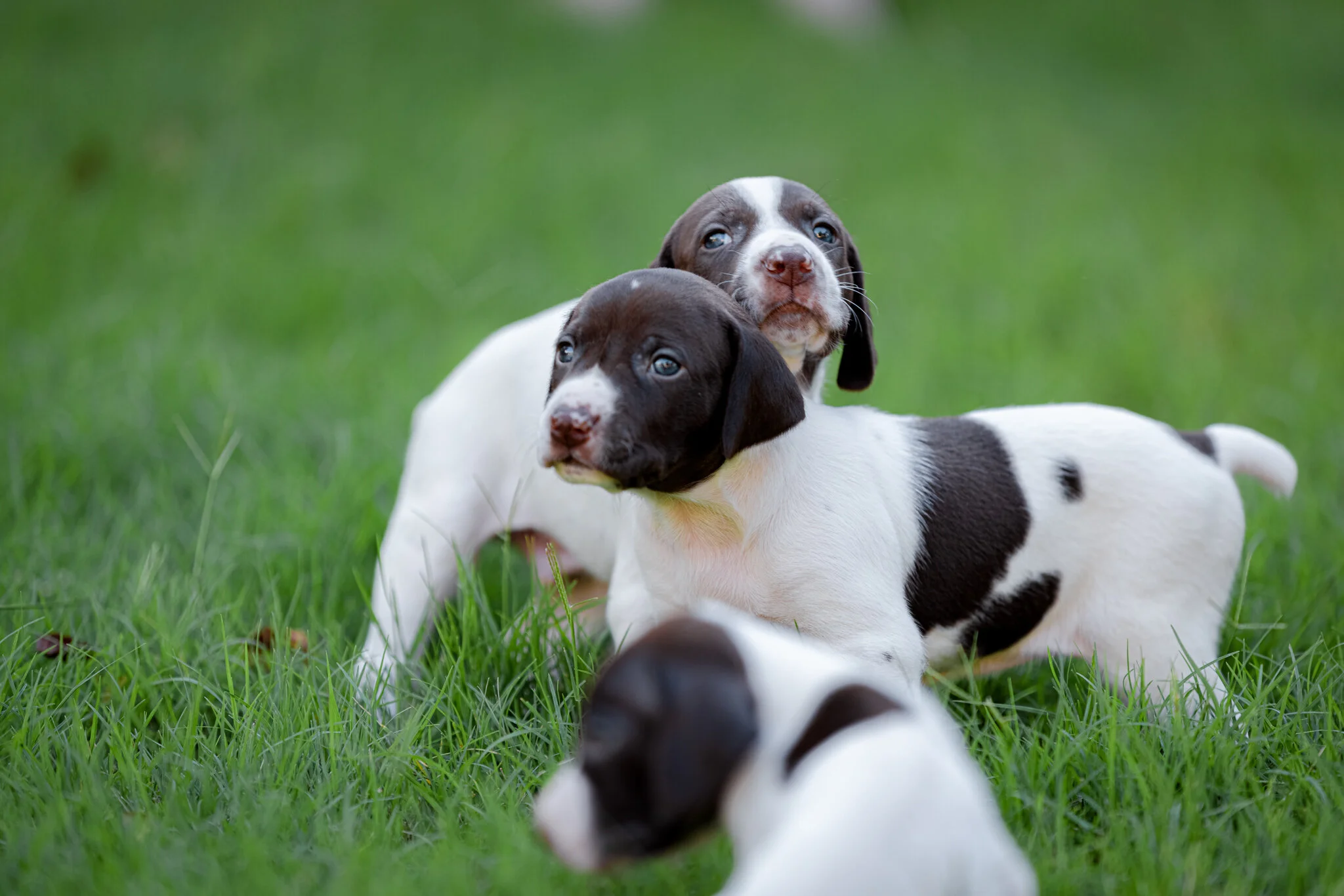 20210612-Gracie_2nd_Litter_Singles-266.jpg