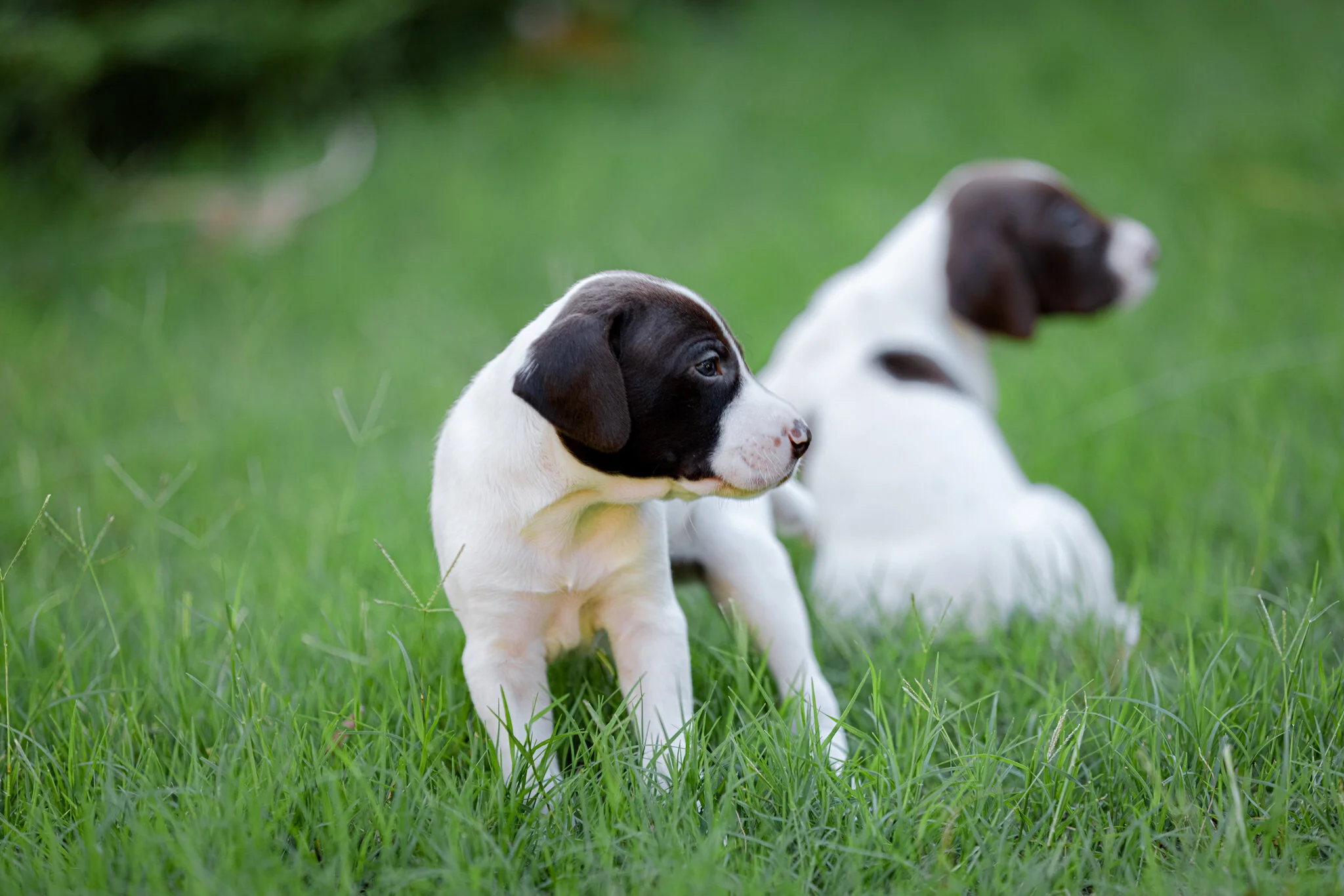 20210612-Gracie_2nd_Litter_Singles-273.jpg