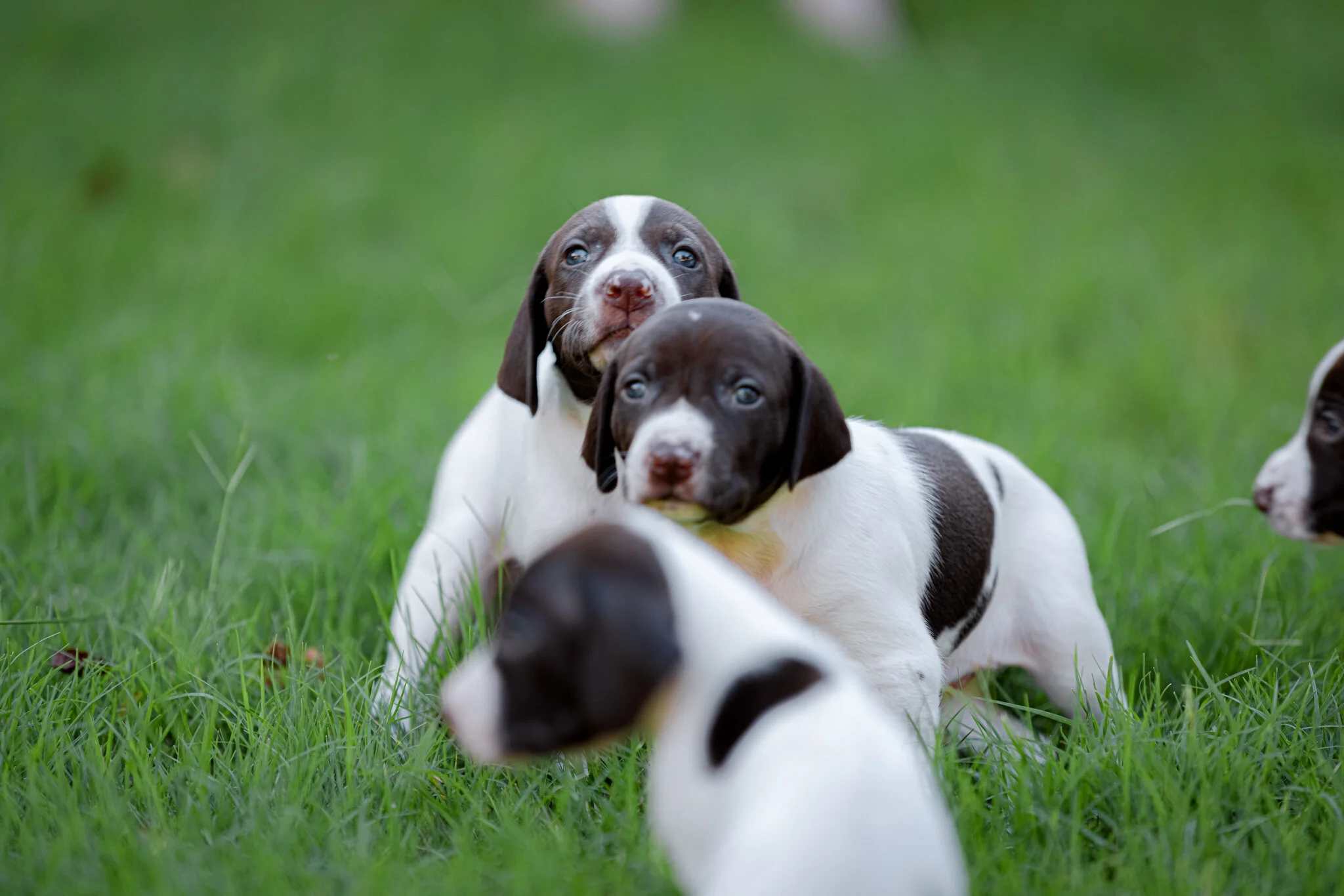 20210612-Gracie_2nd_Litter_Singles-268.jpg