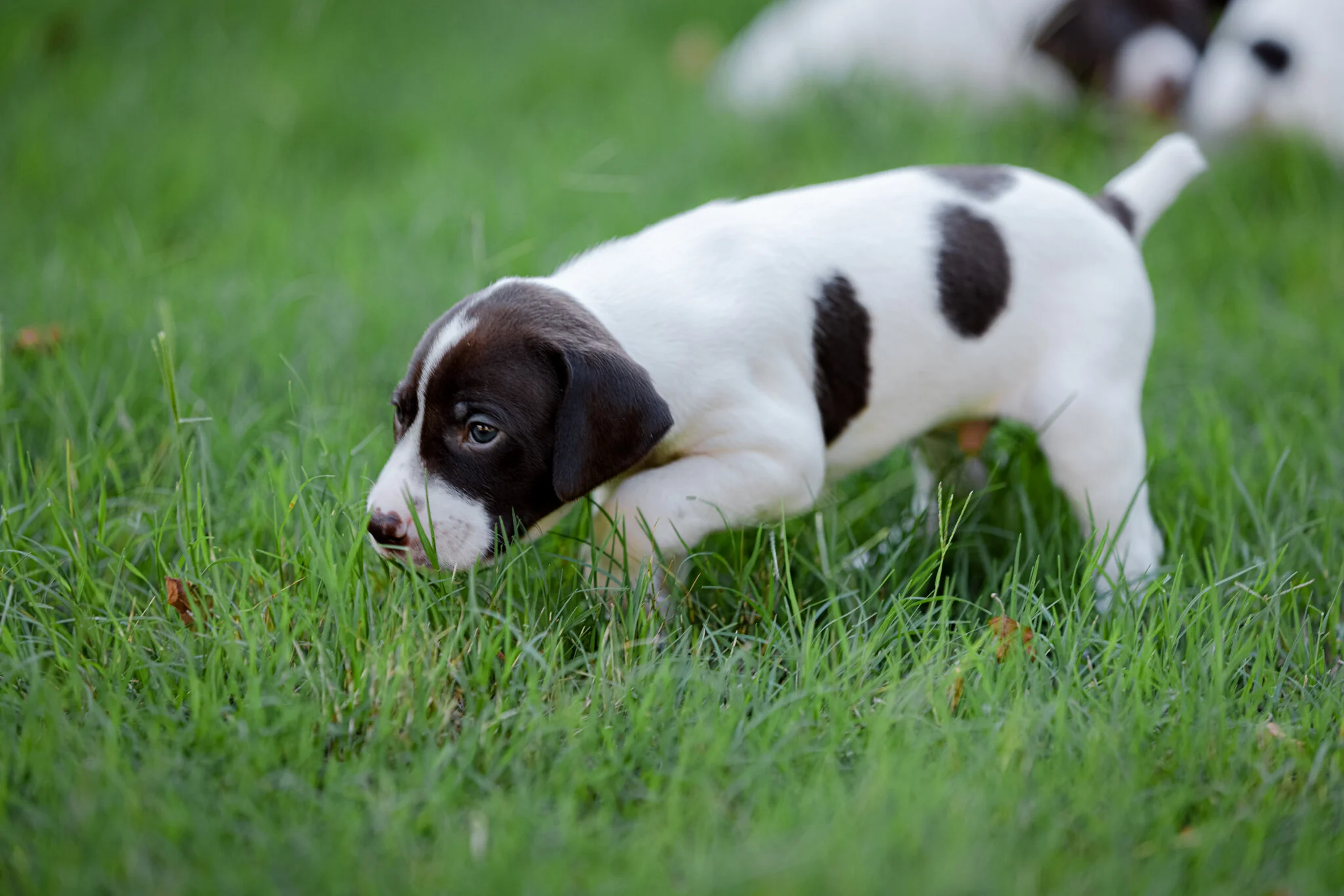 20210612-Gracie_2nd_Litter_Singles-252.jpg