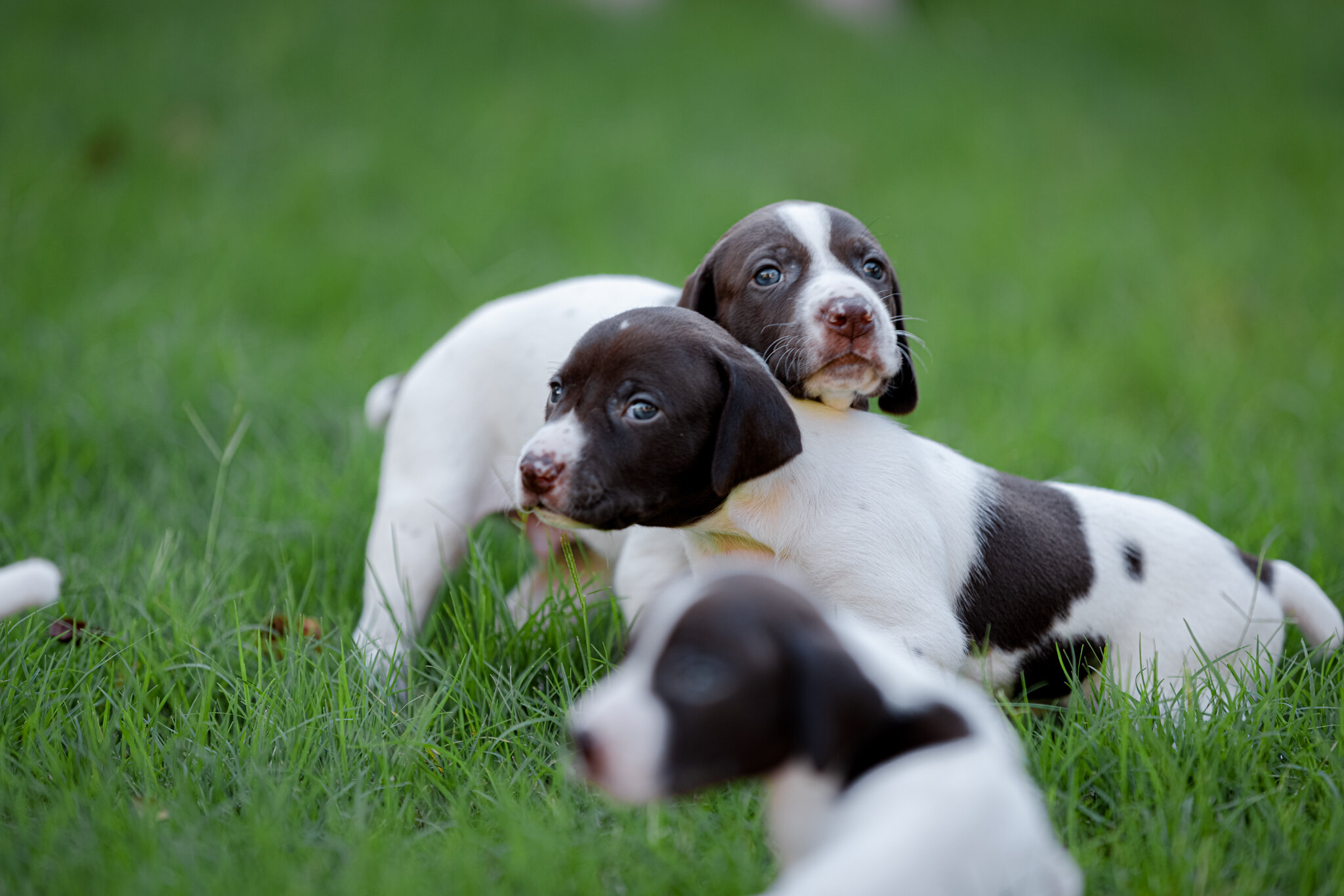 20210612-Gracie_2nd_Litter_Singles-265.jpg