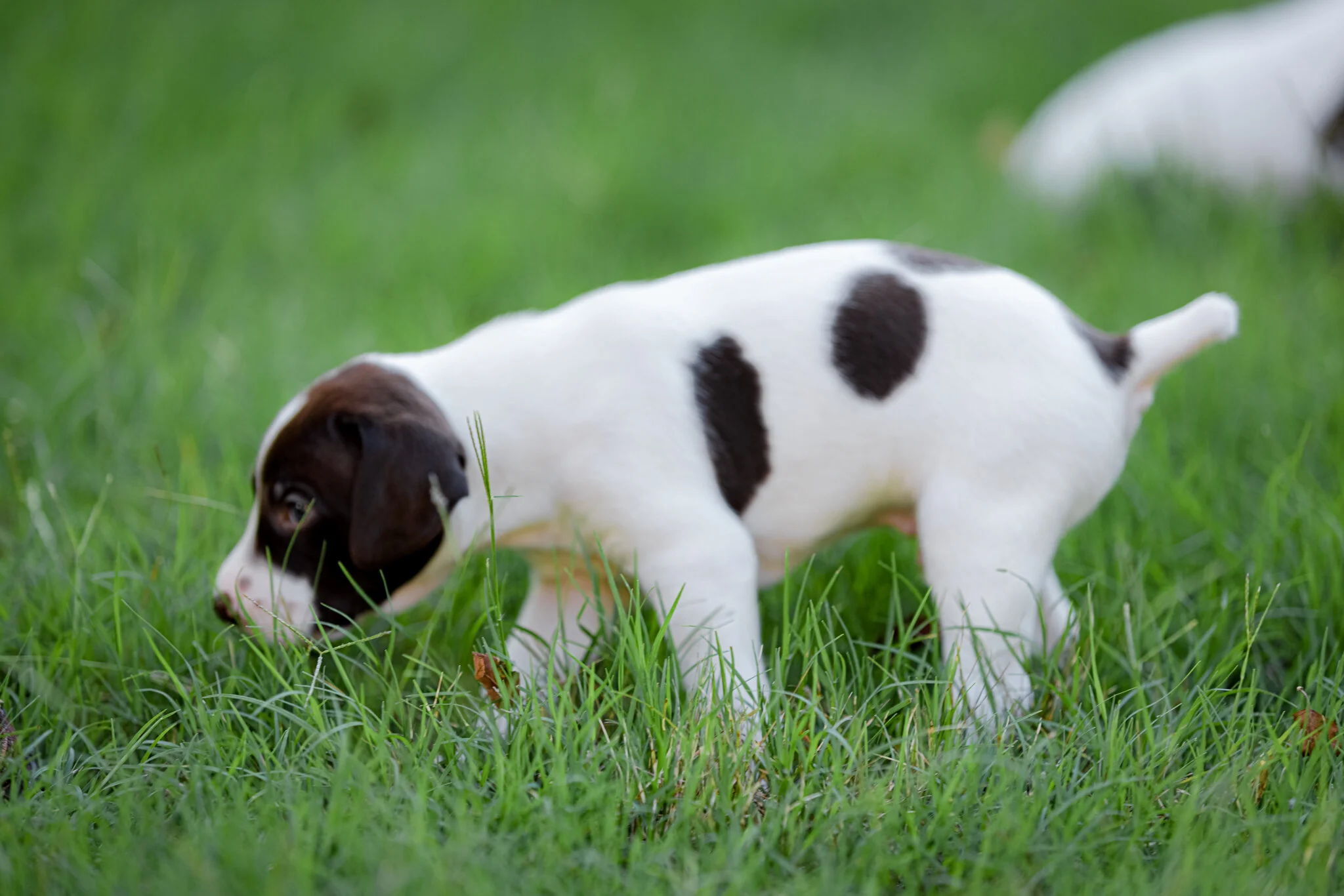 20210612-Gracie_2nd_Litter_Singles-255.jpg