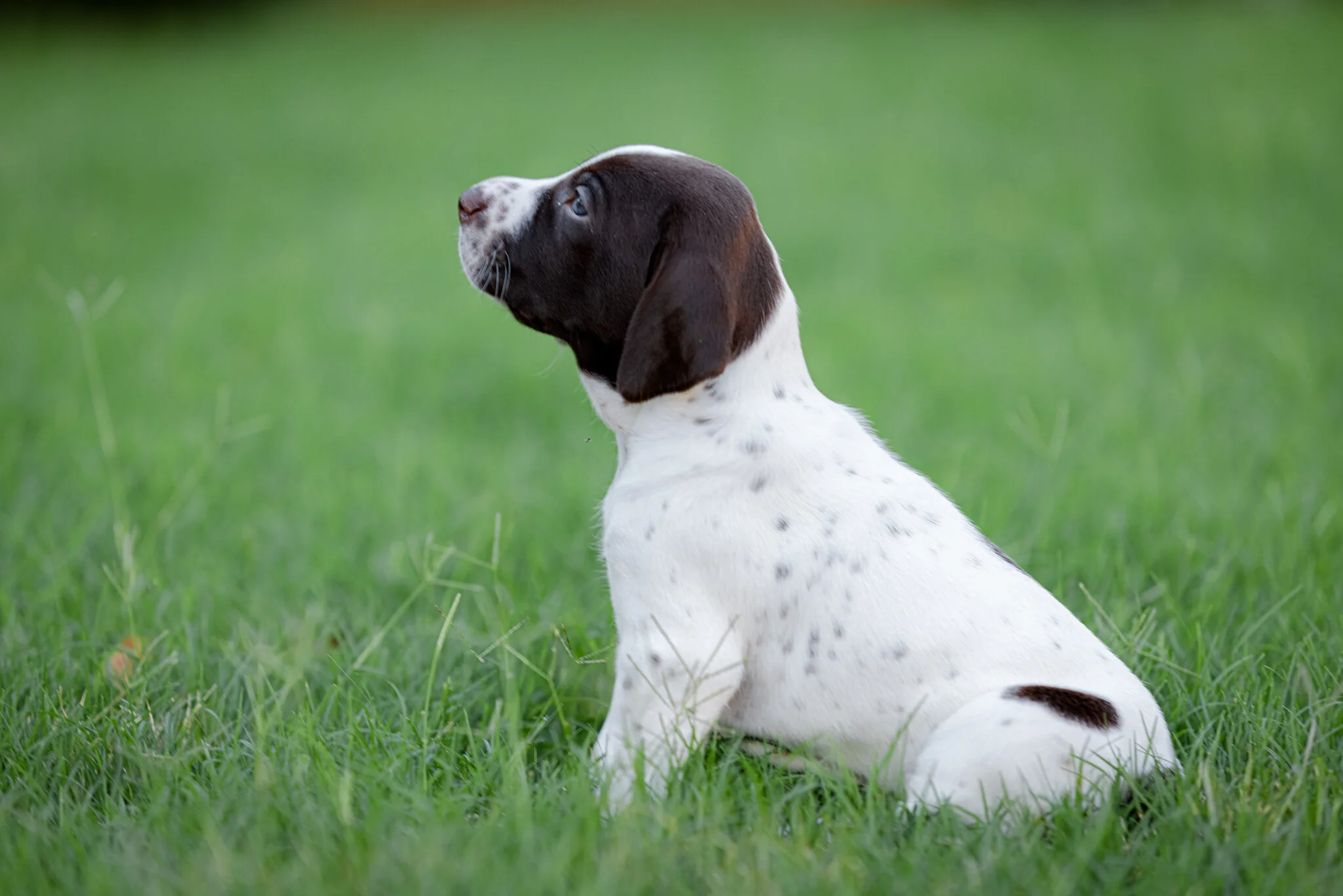 20210612-Gracie_2nd_Litter_Singles-240.jpg