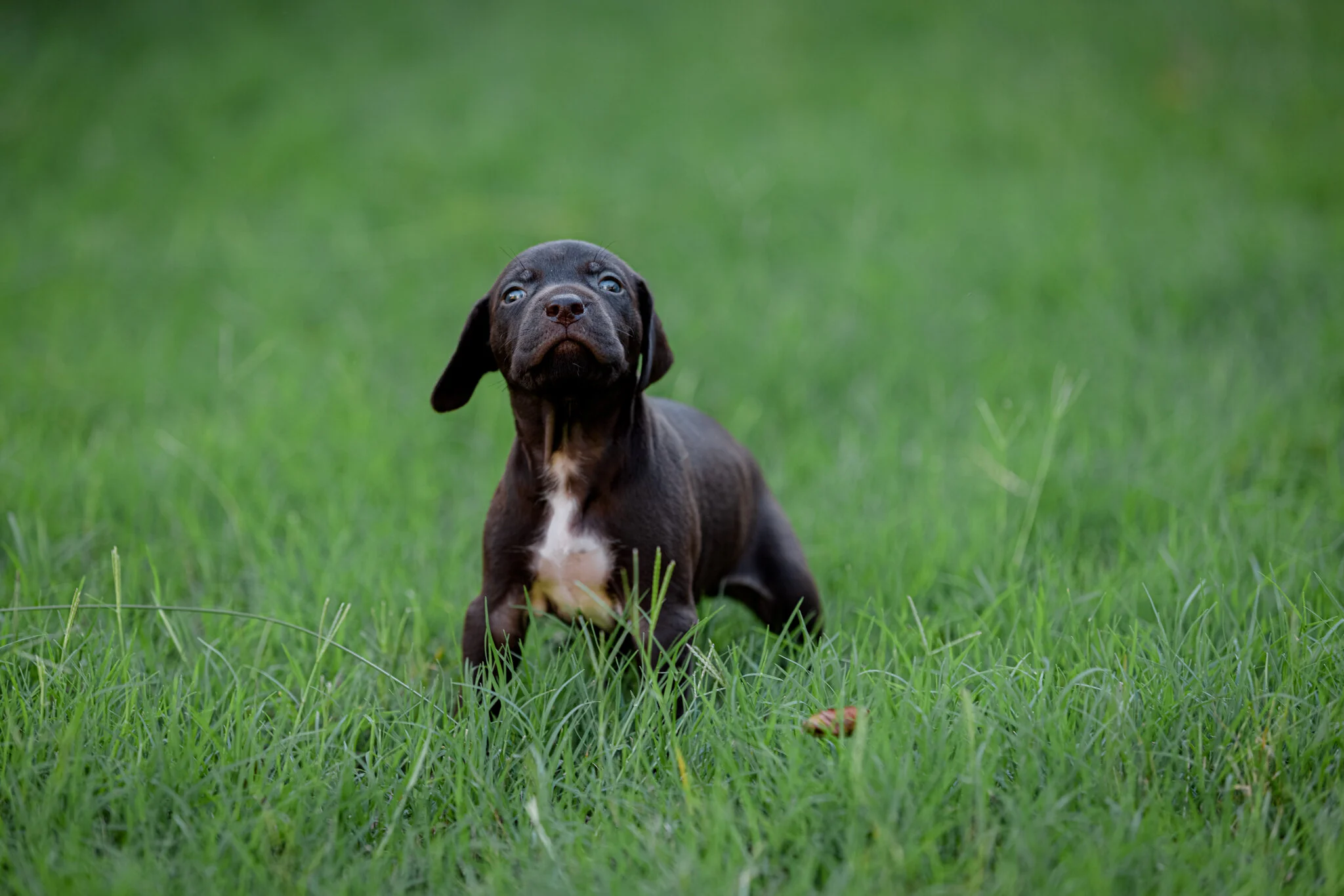 20210612-Gracie_2nd_Litter_Singles-219.jpg