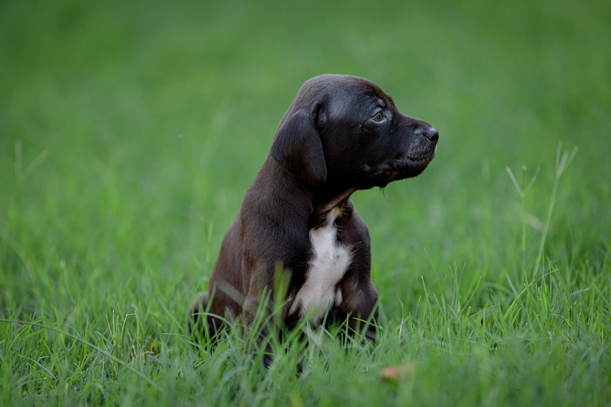 20210612-Gracie_2nd_Litter_Singles-225.jpg