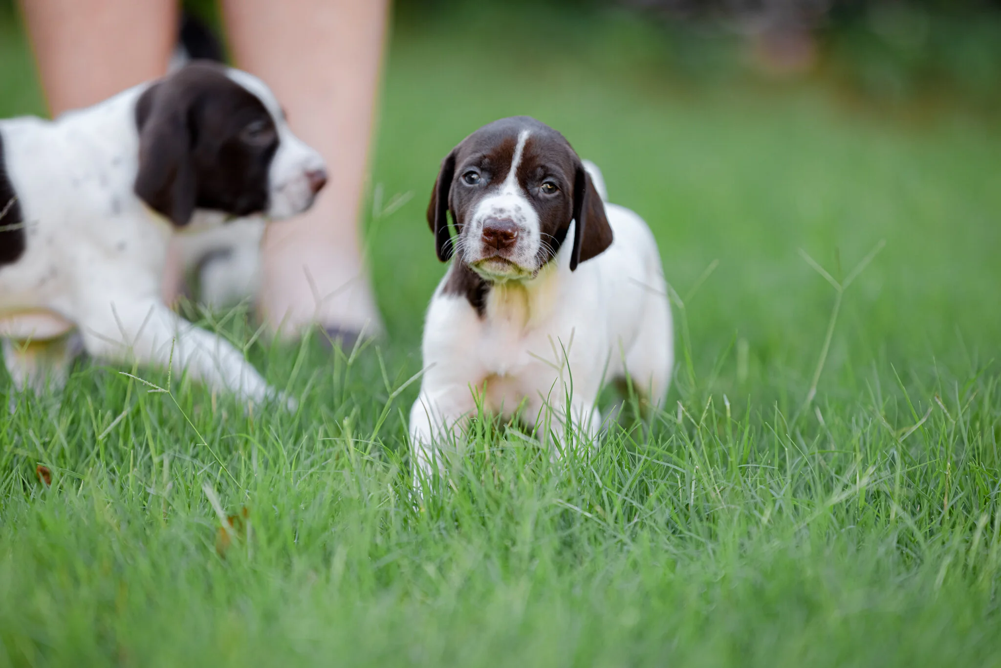 20210612-Gracie_2nd_Litter_Singles-207.jpg
