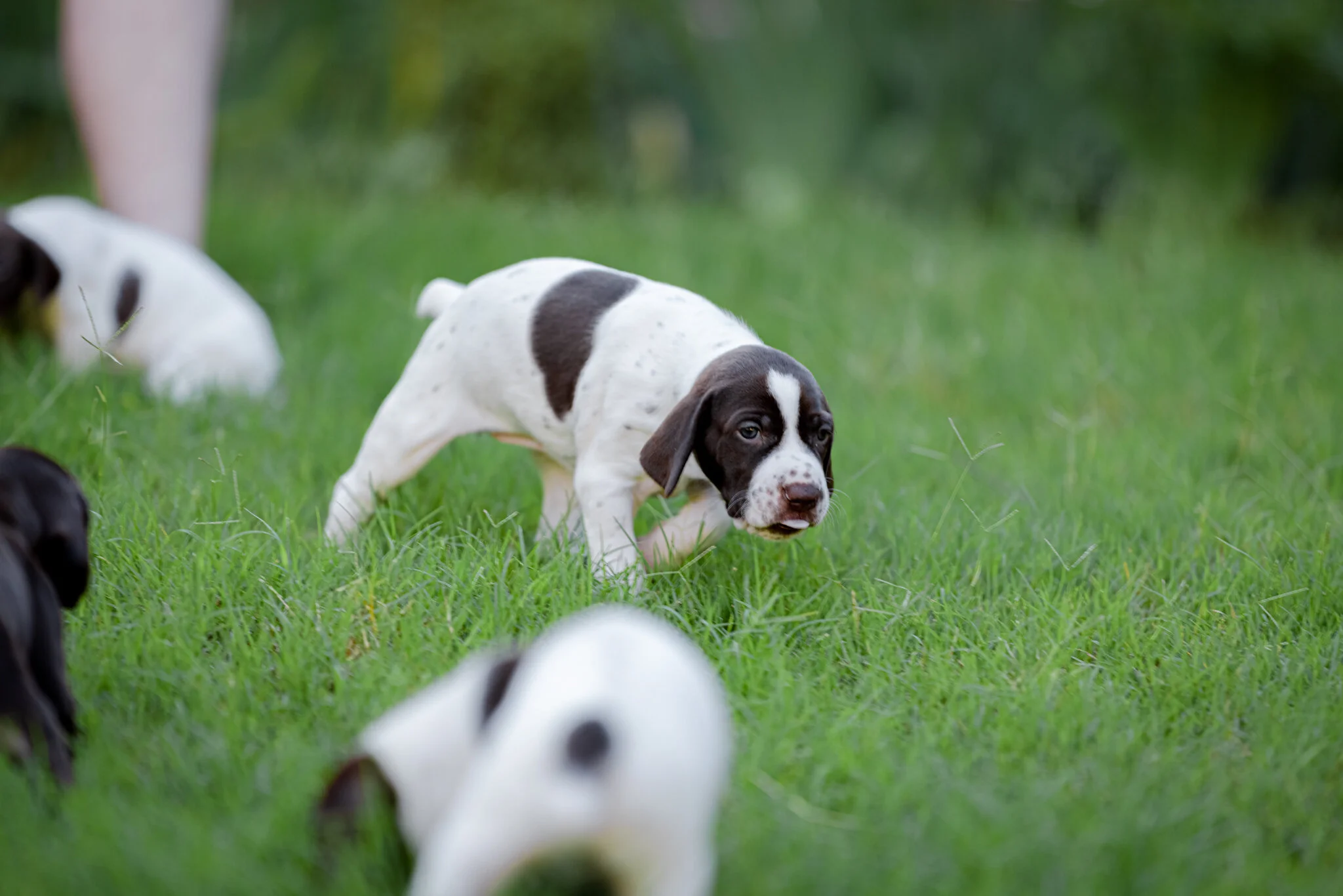 20210612-Gracie_2nd_Litter_Singles-198.jpg