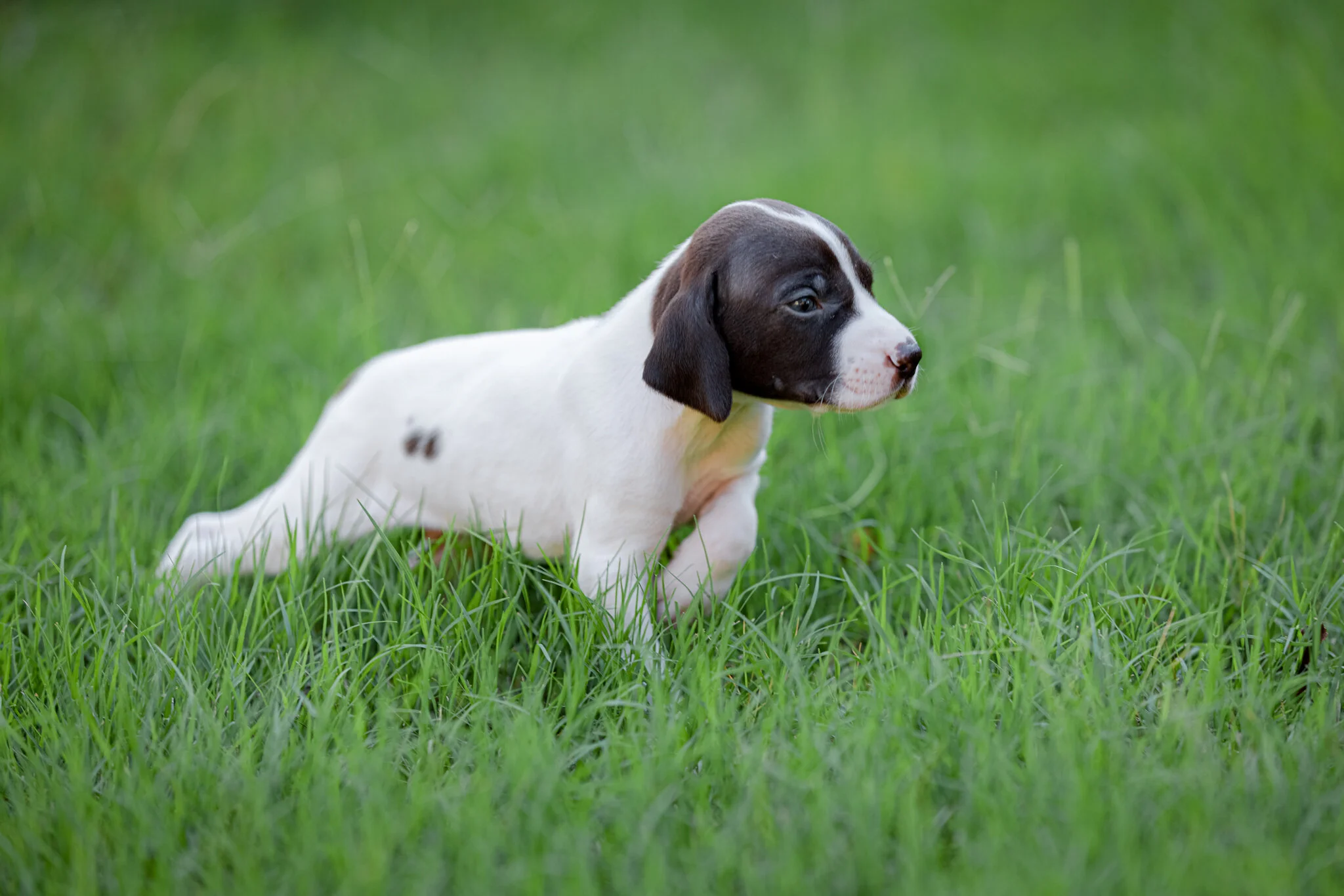 20210612-Gracie_2nd_Litter_Singles-179.jpg