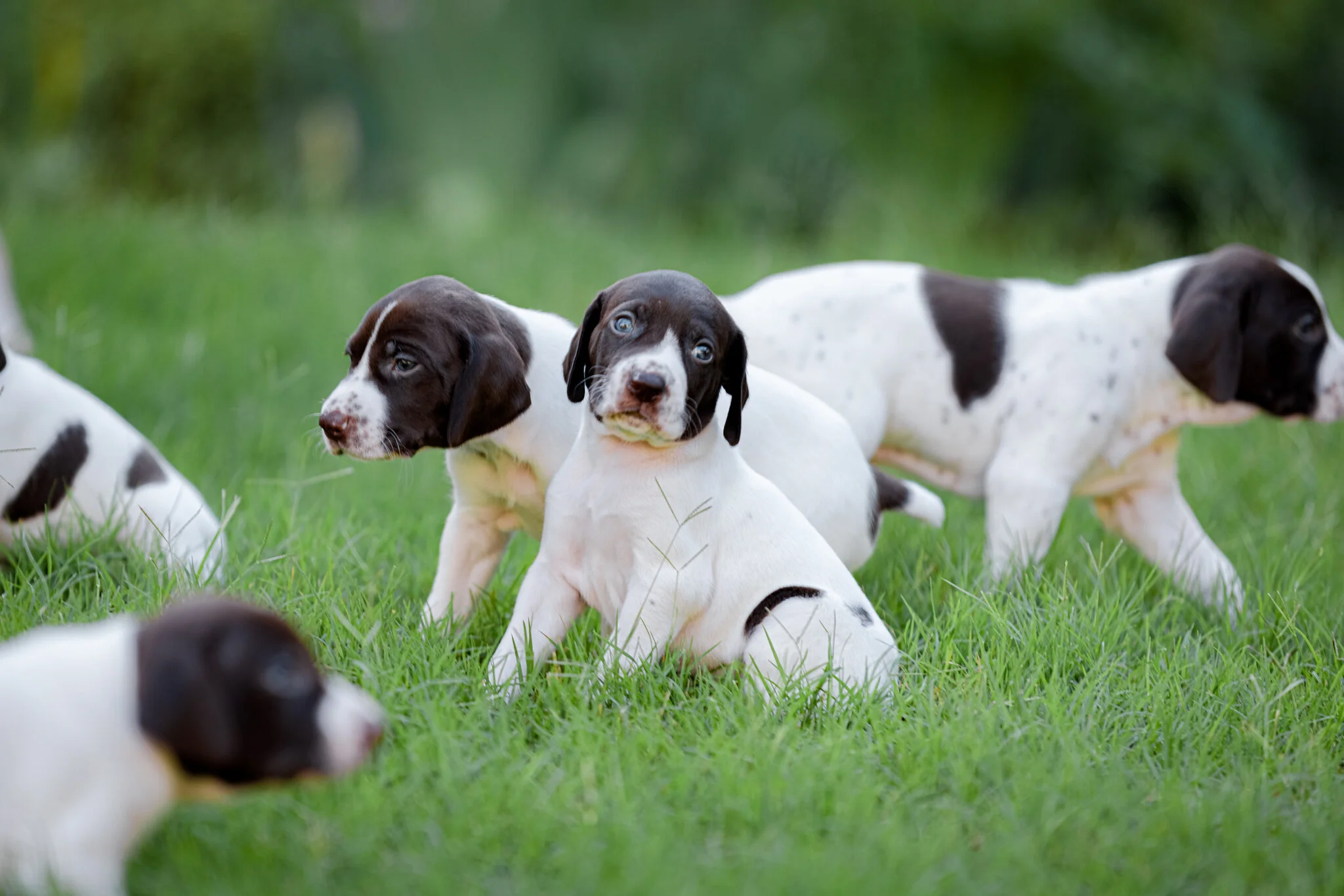 20210612-Gracie_2nd_Litter_Singles-164.jpg