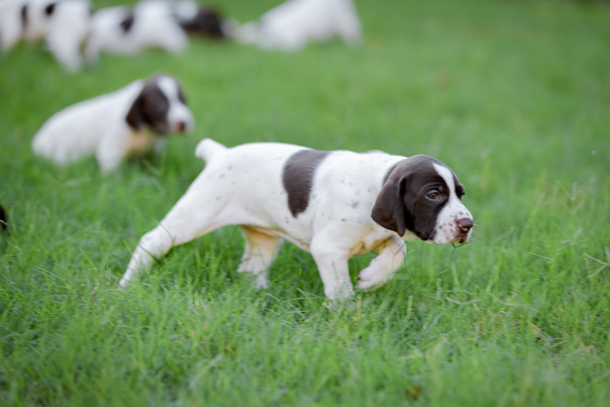 20210612-Gracie_2nd_Litter_Singles-144.jpg