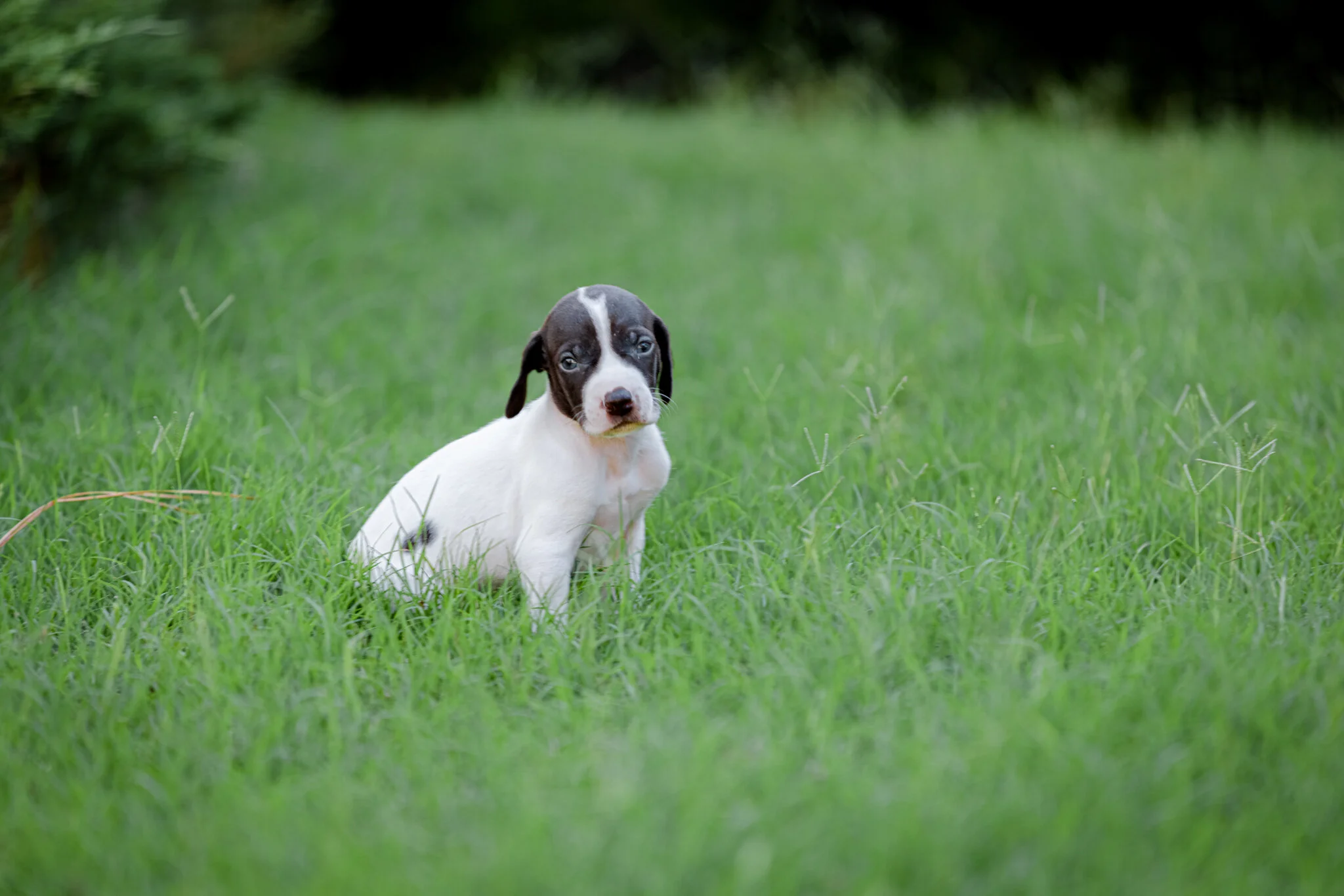 20210612-Gracie_2nd_Litter_Singles-153.jpg