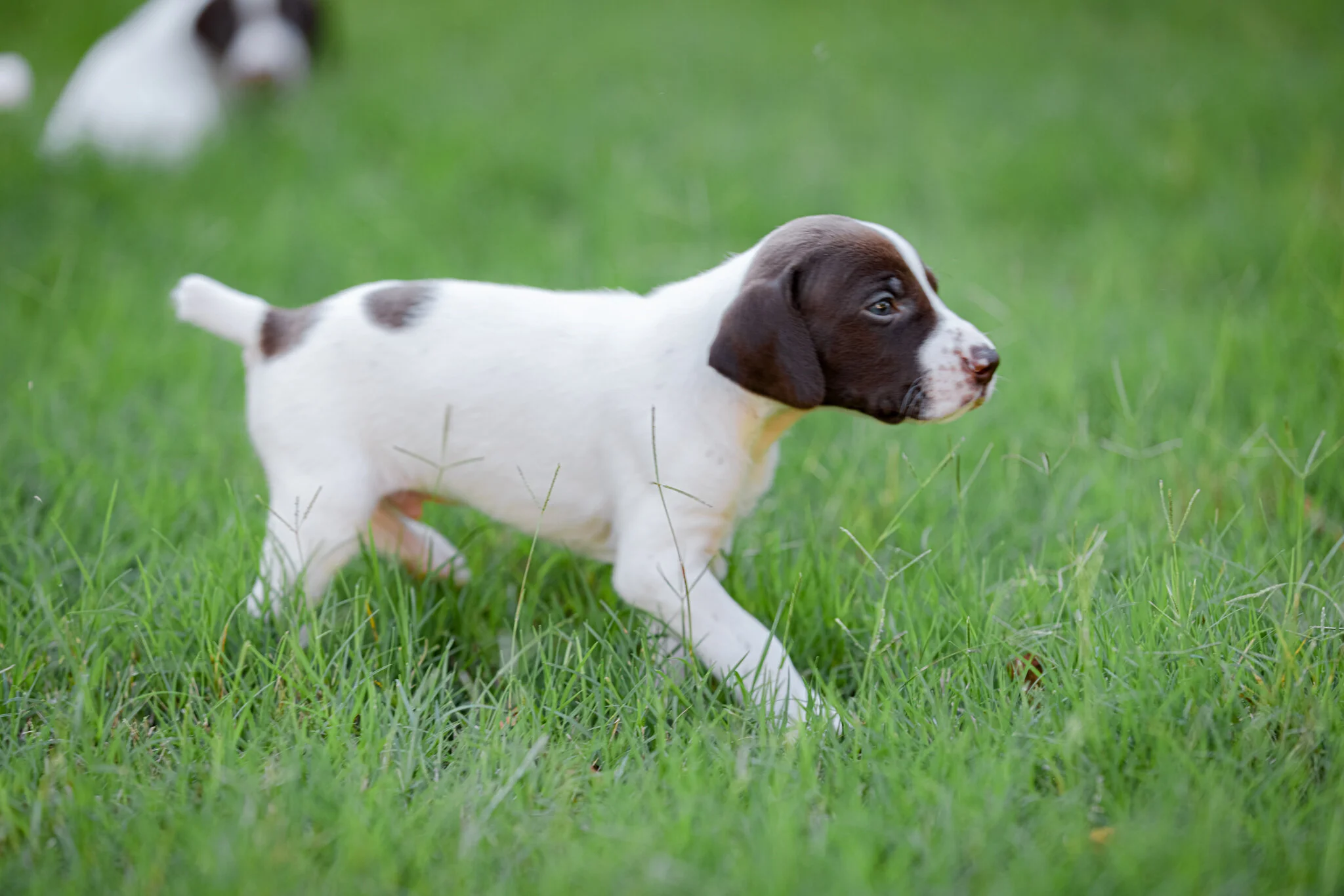 20210612-Gracie_2nd_Litter_Singles-138.jpg