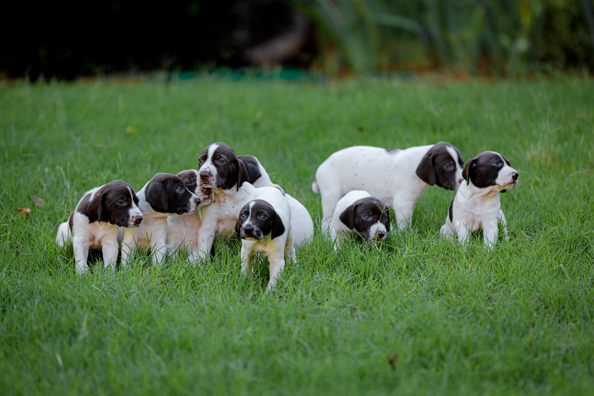 20210612-Gracie_2nd_Litter_Singles-113.jpg