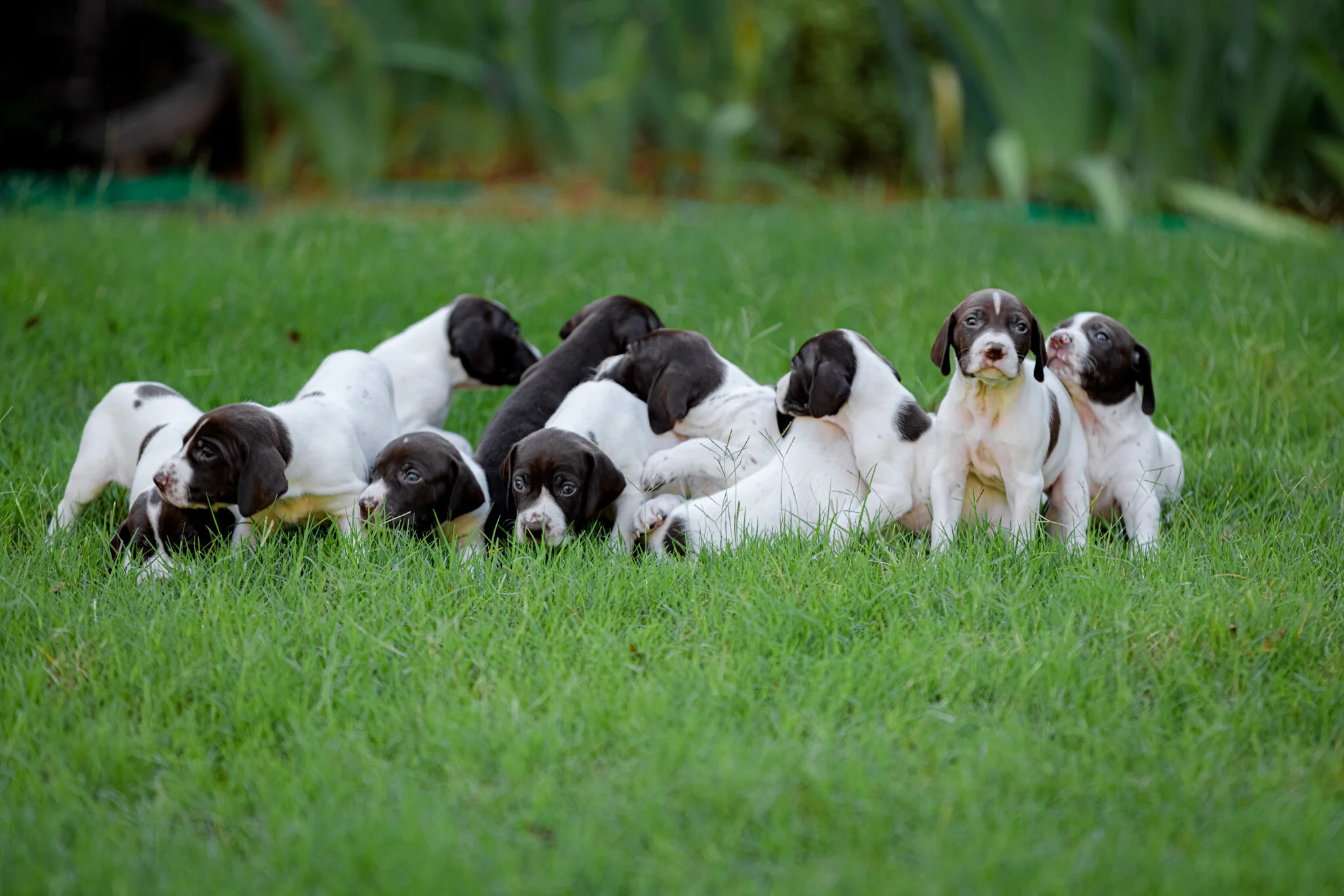 20210612-Gracie_2nd_Litter_Singles-26.jpg