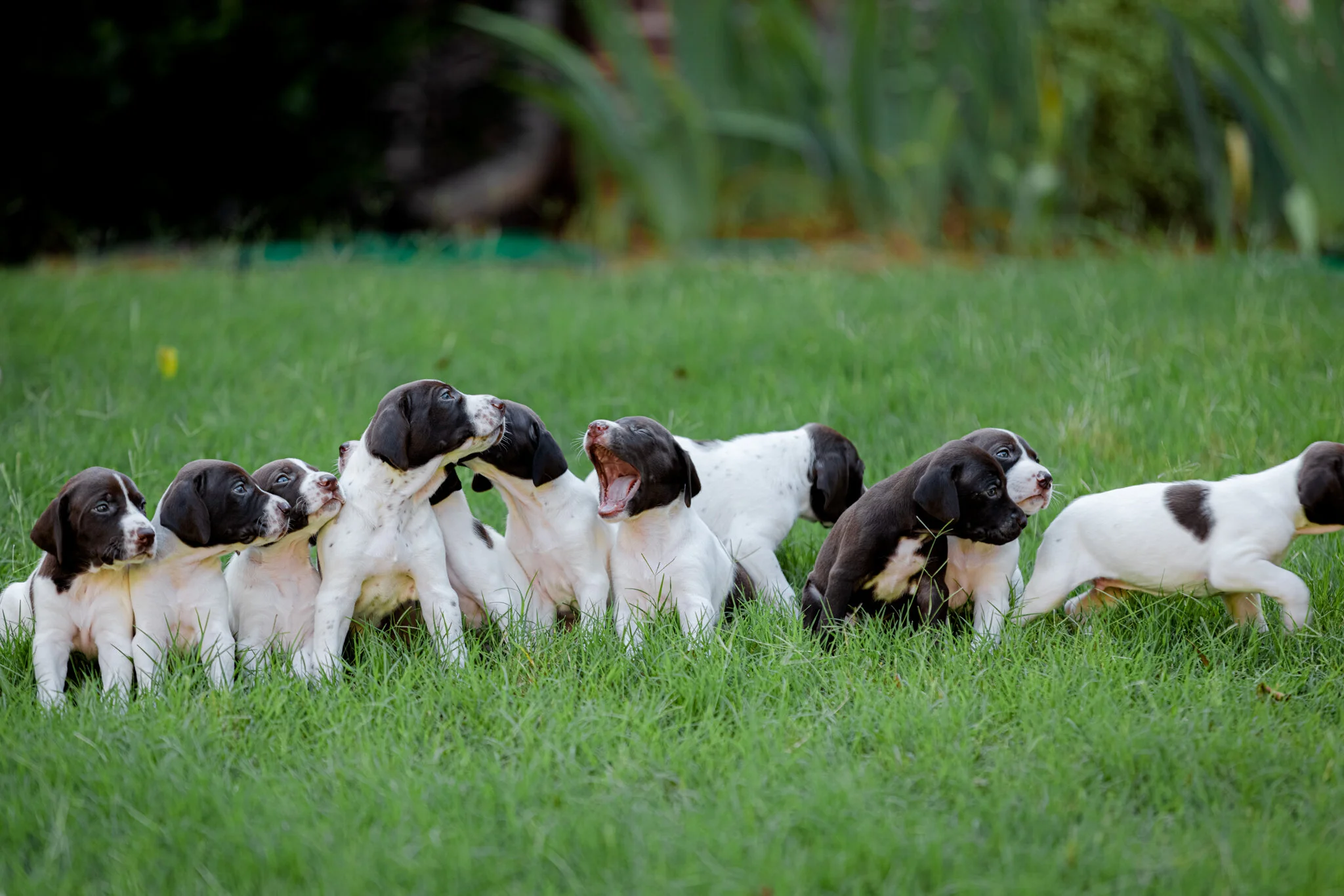 20210612-Gracie_2nd_Litter_Singles-106.jpg