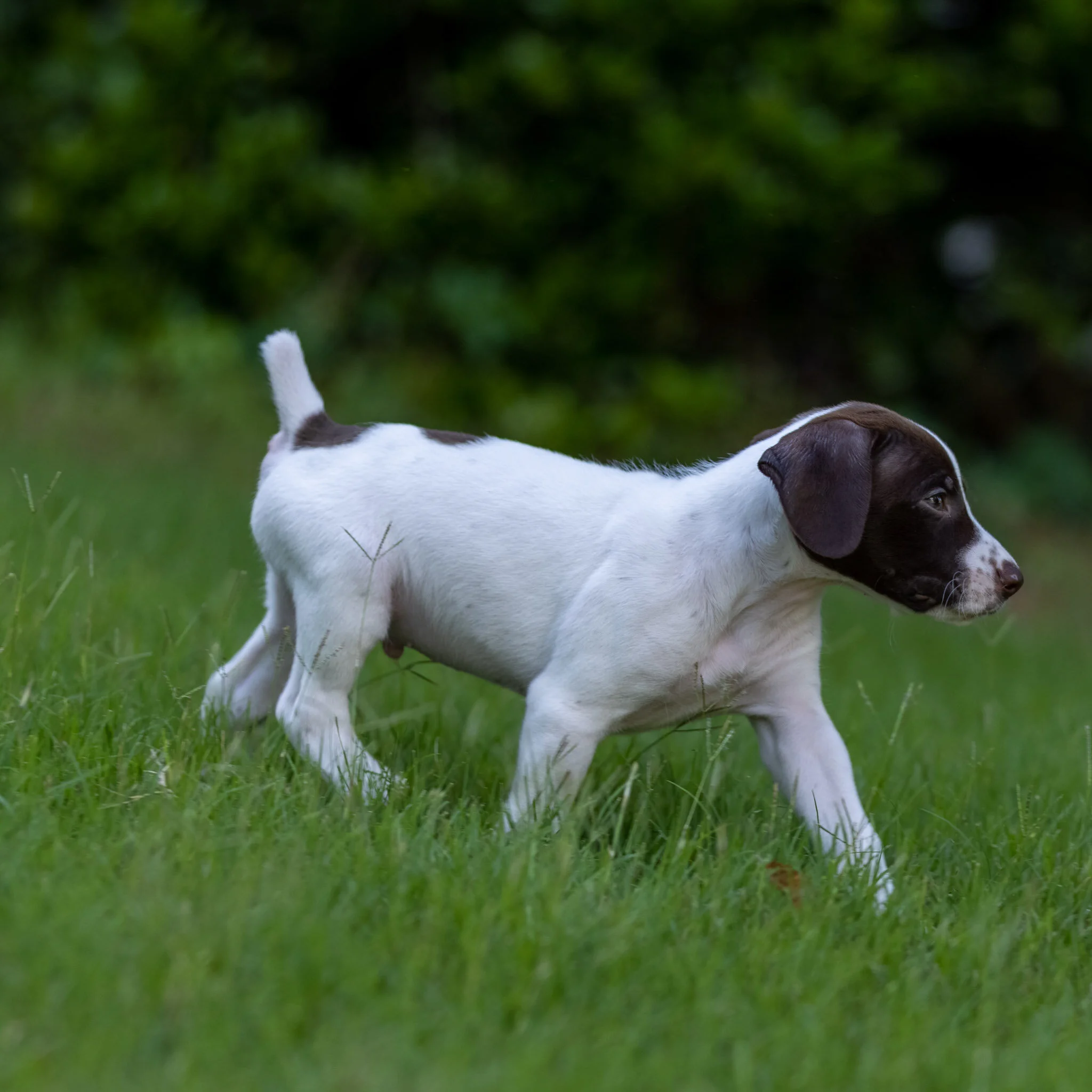 20210623-Gracie_2nd_Litter_Singles-369.jpg