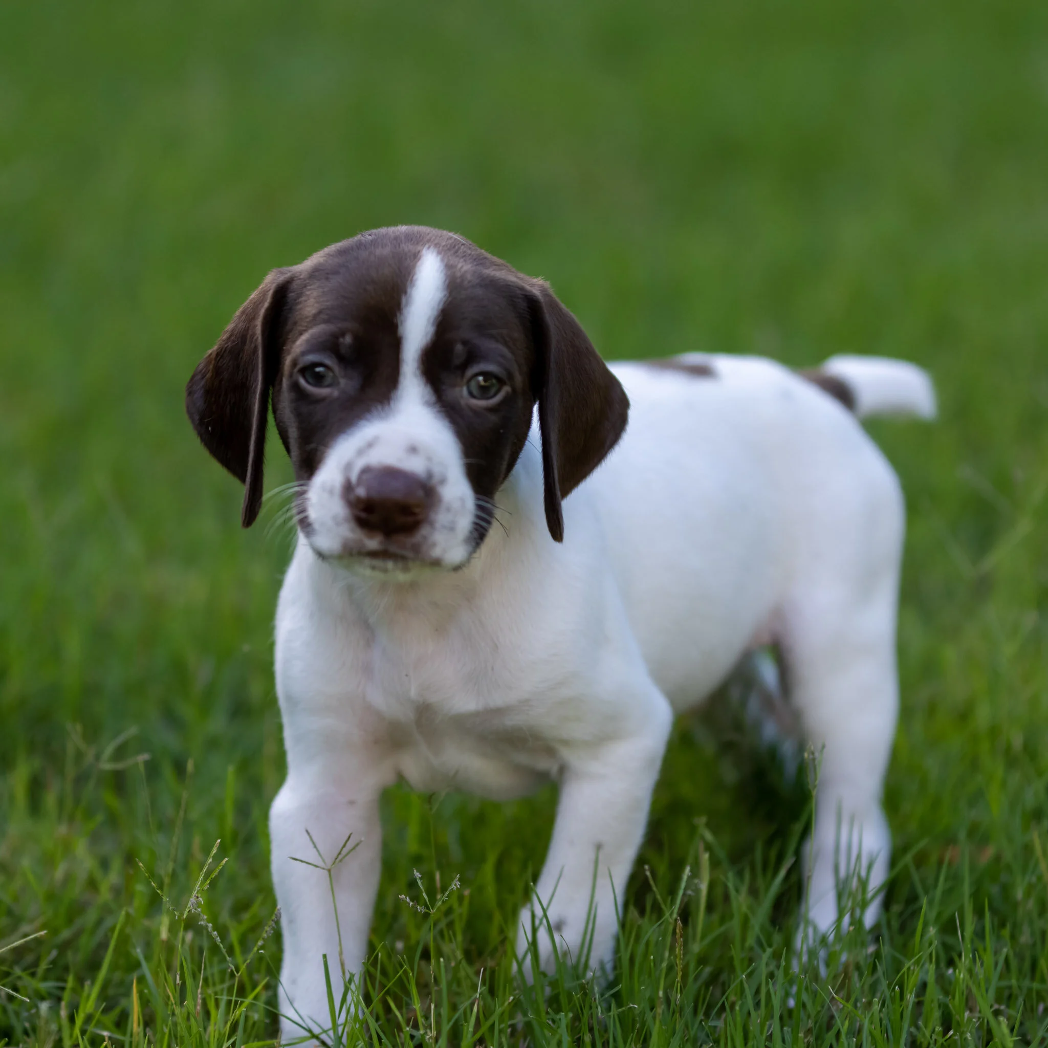 20210623-Gracie_2nd_Litter_Singles-252.jpg