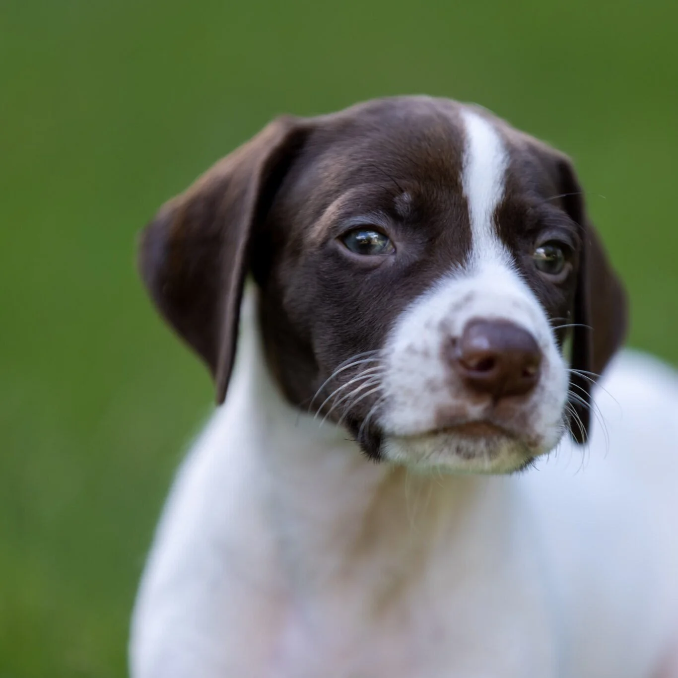 20210623-Gracie_2nd_Litter_Singles-70.jpg