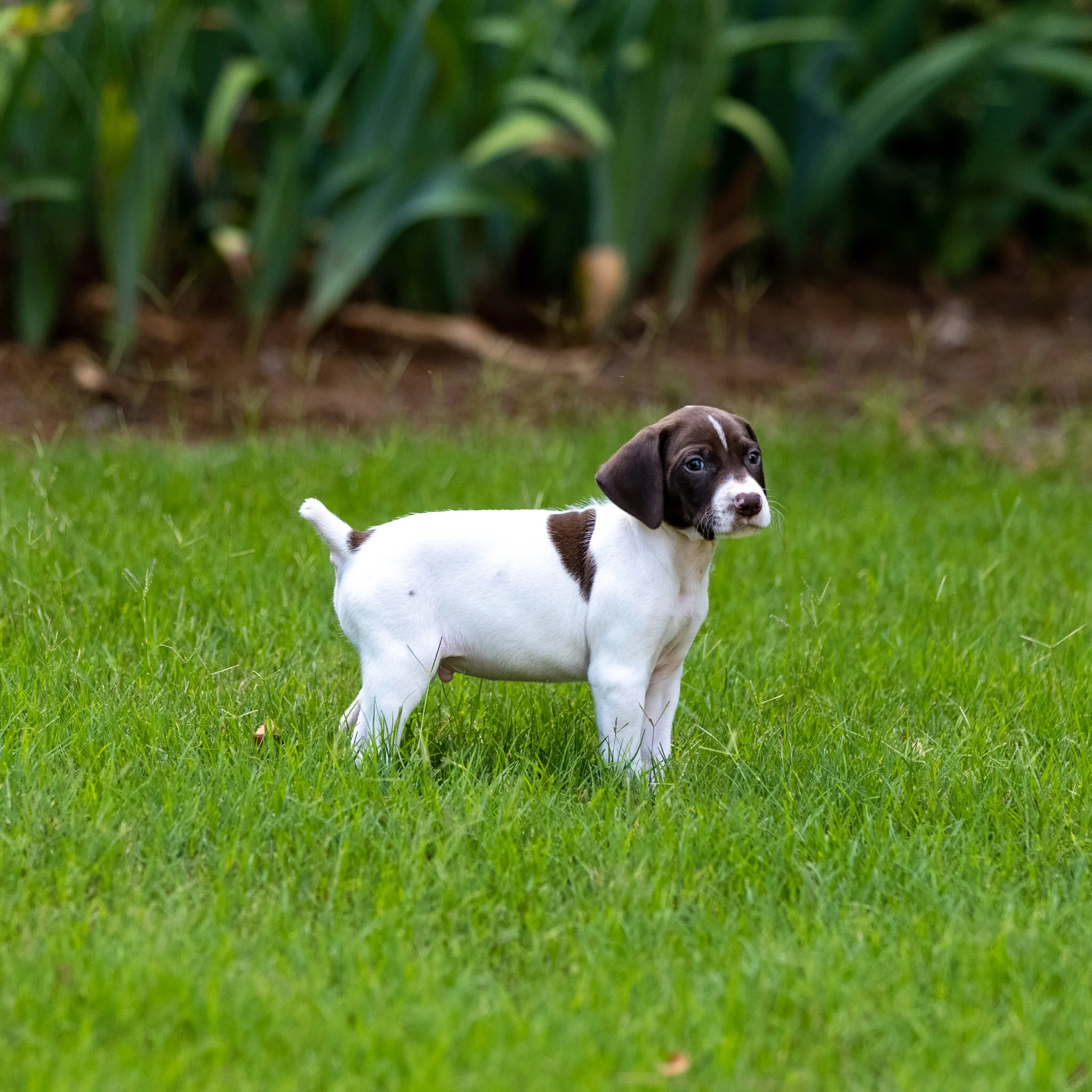 20210623-Gracie_2nd_Litter_Singles-44.jpg