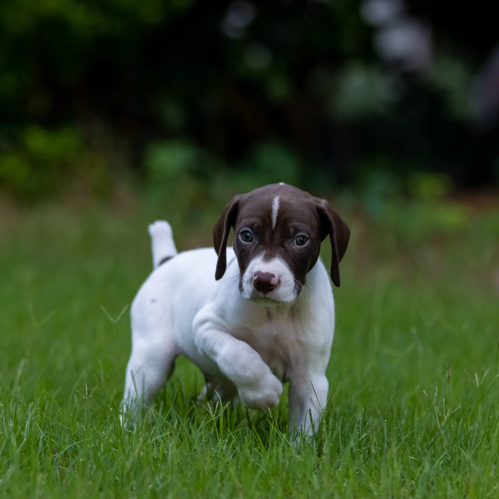 20210623-Gracie_2nd_Litter_Singles-493.jpg