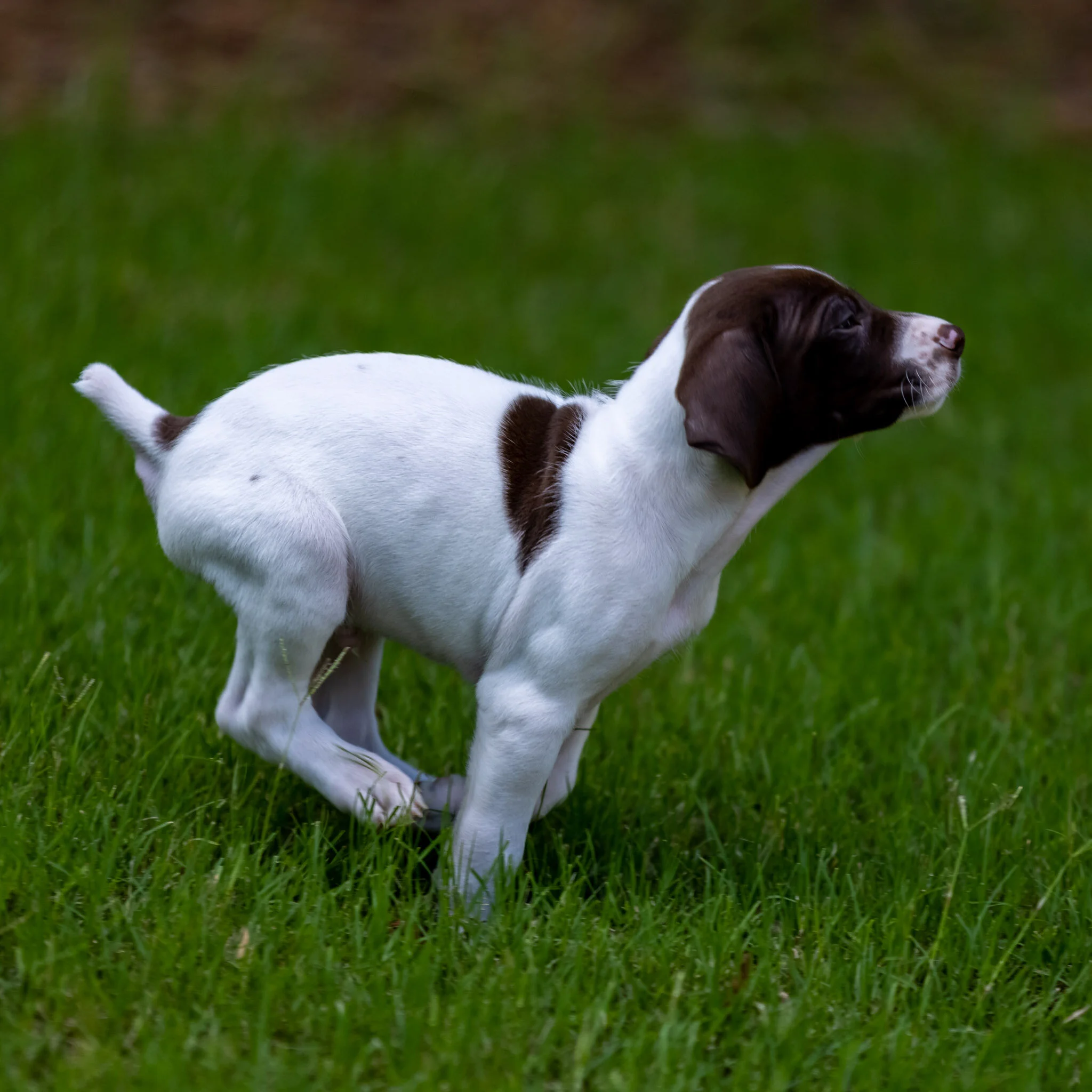 20210623-Gracie_2nd_Litter_Singles-540.jpg