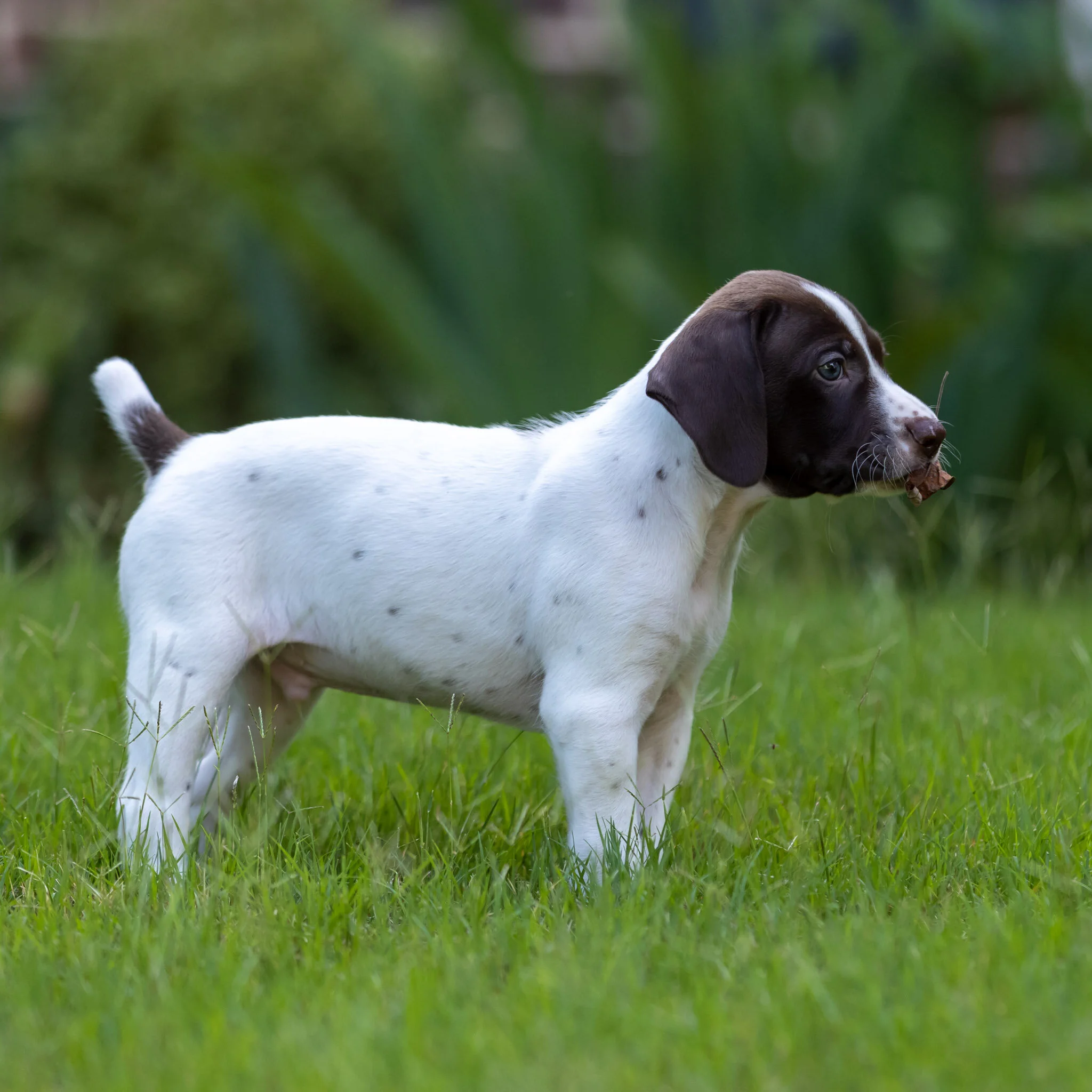 20210623-Gracie_2nd_Litter_Singles-155.jpg