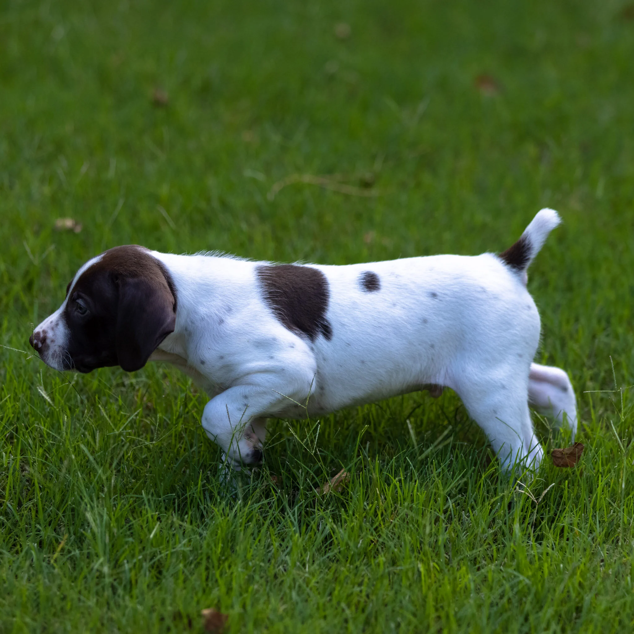 20210623-Gracie_2nd_Litter_Singles-607.jpg