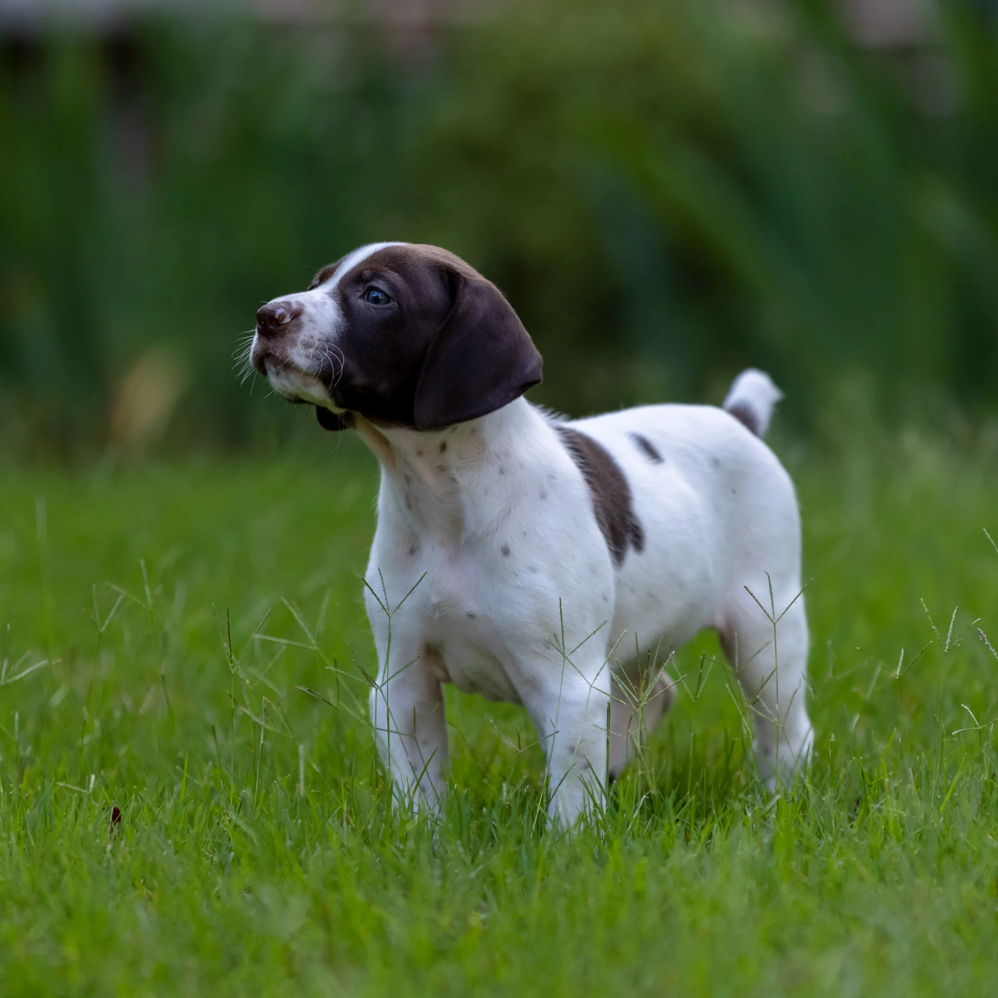 20210623-Gracie_2nd_Litter_Singles-231.jpg