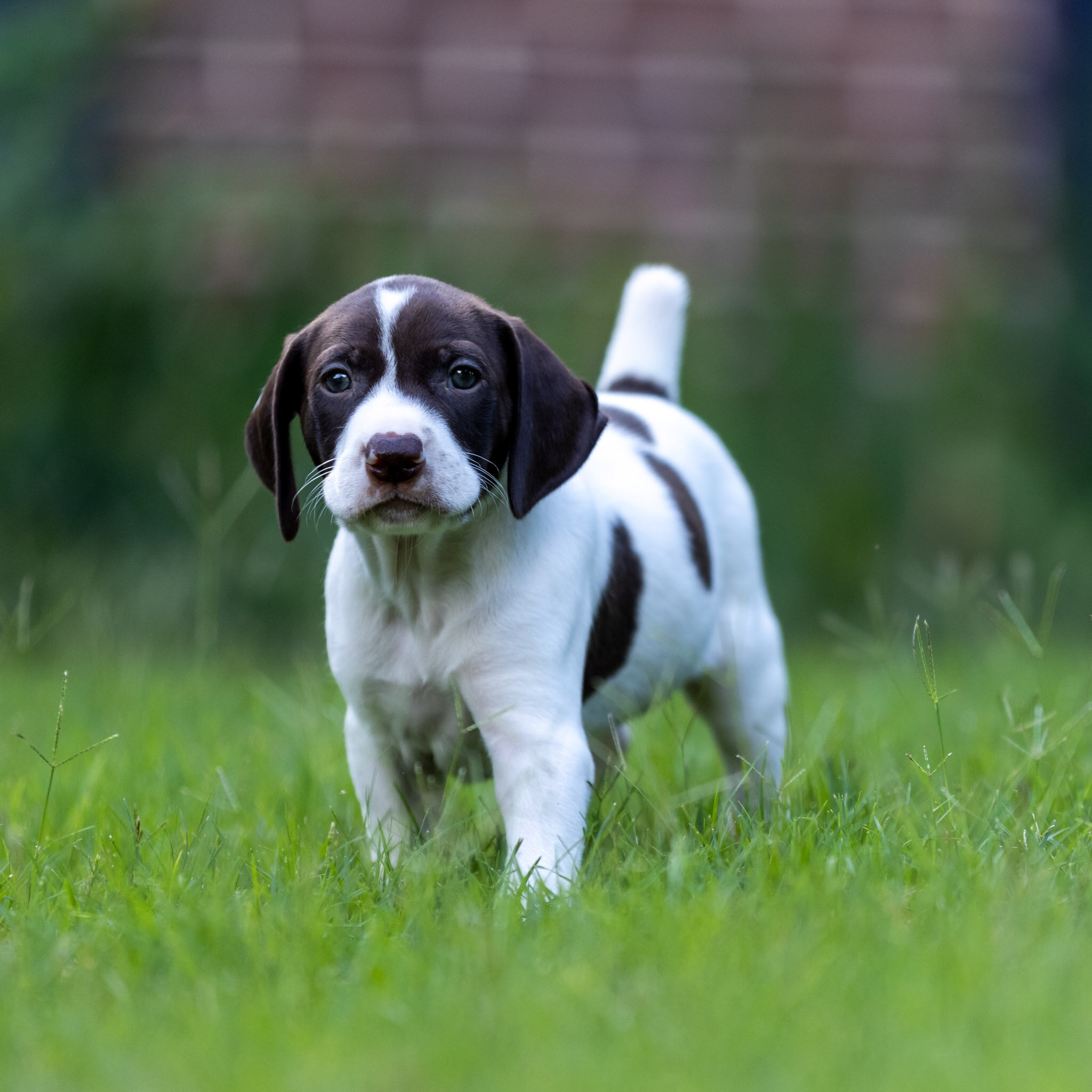 20210623-Gracie_2nd_Litter_Singles-579.jpg